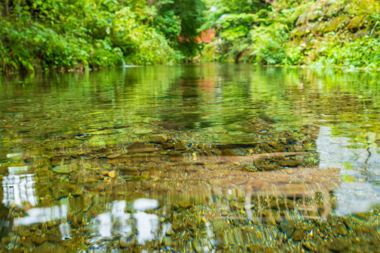 Arroyo claro con agua tranquila y vegetación exuberante