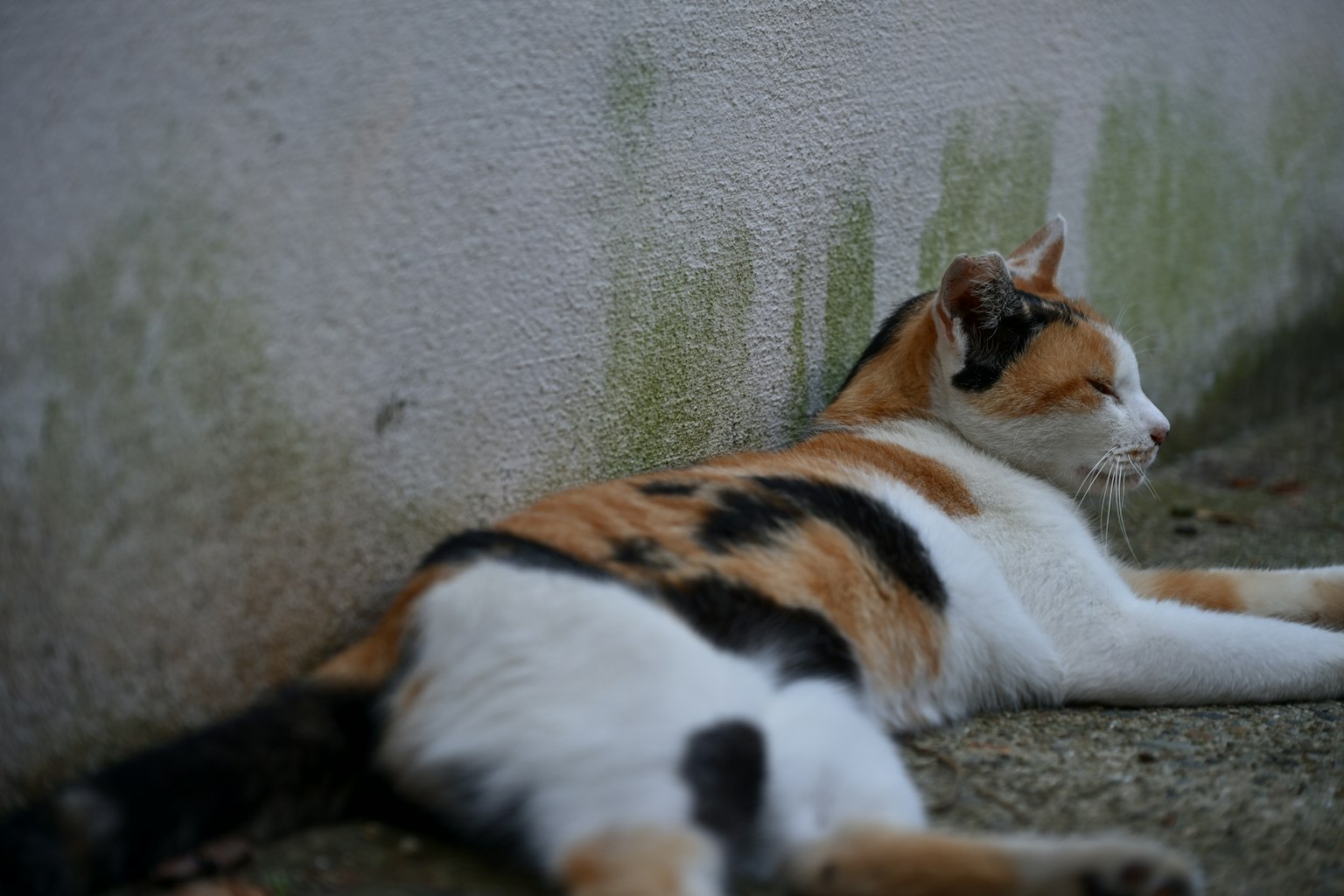 Gatto calico sdraiato contro un muro