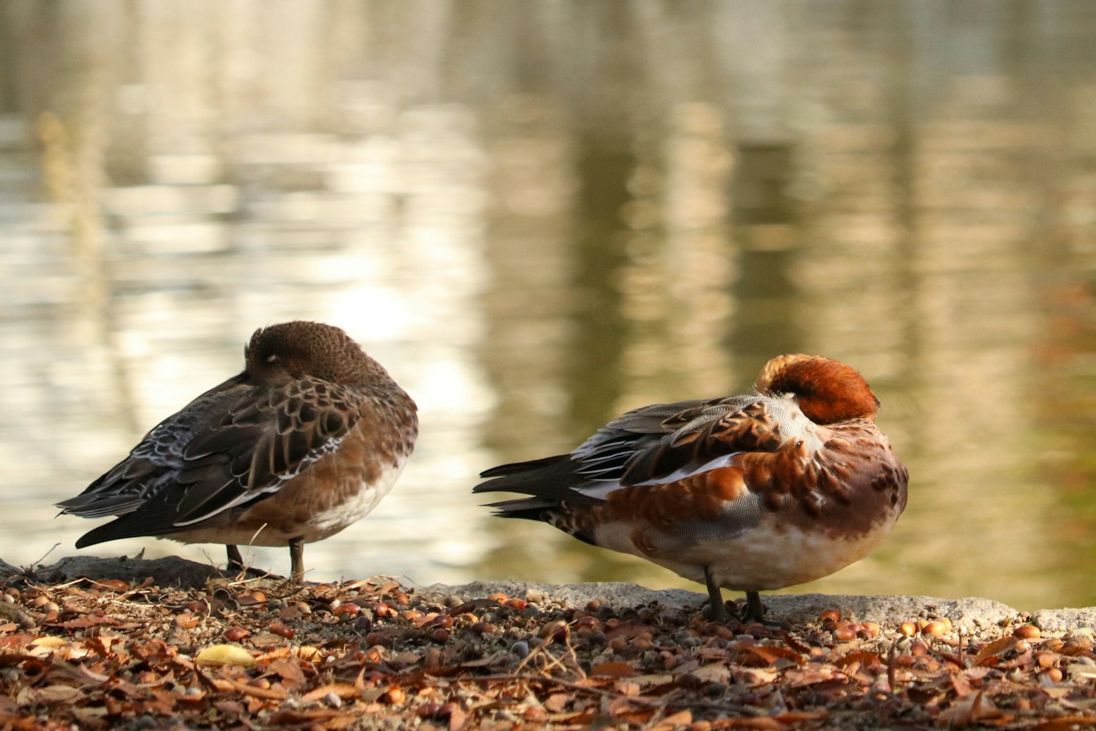 Zwei kleine Vögel am Fluss, die sich voneinander abwenden