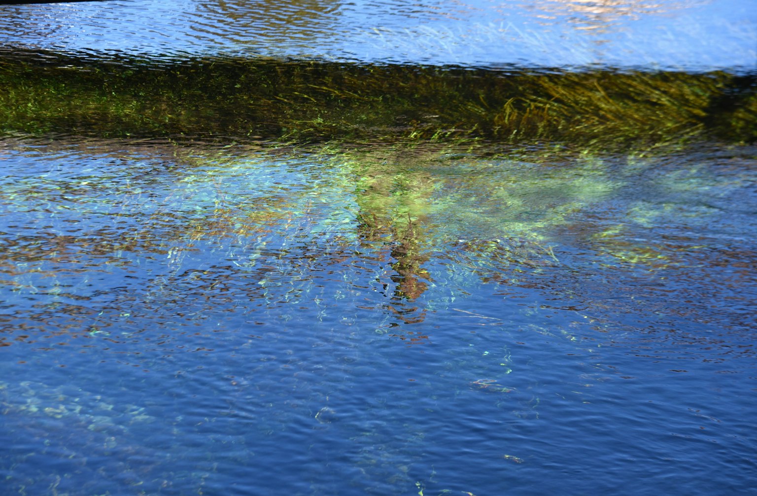 Reflection of green plants and blue sky on water surface