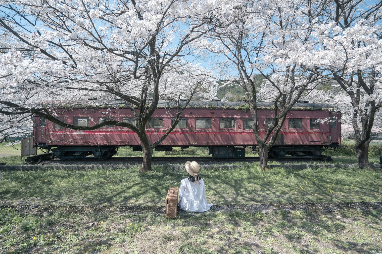 Una mujer sentada bajo cerezos en flor con un tren rojo de fondo