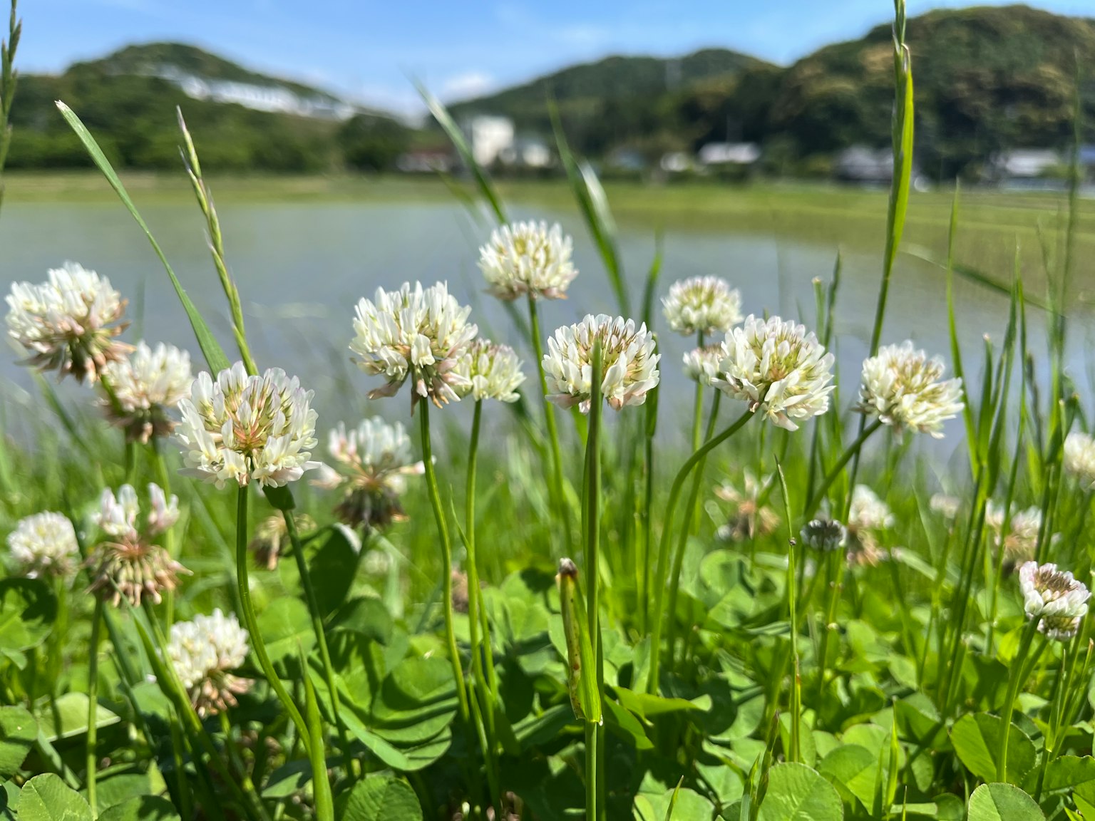 Campo de flores de trébol blanco con un estanque sereno al fondo