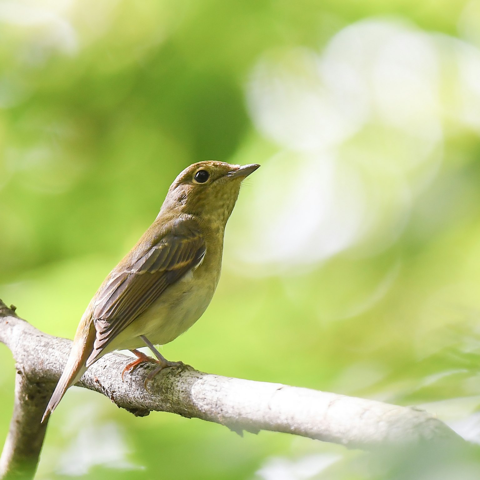 초록색 흐릿한 배경에 나뭇가지에 앉아 있는 작은 새