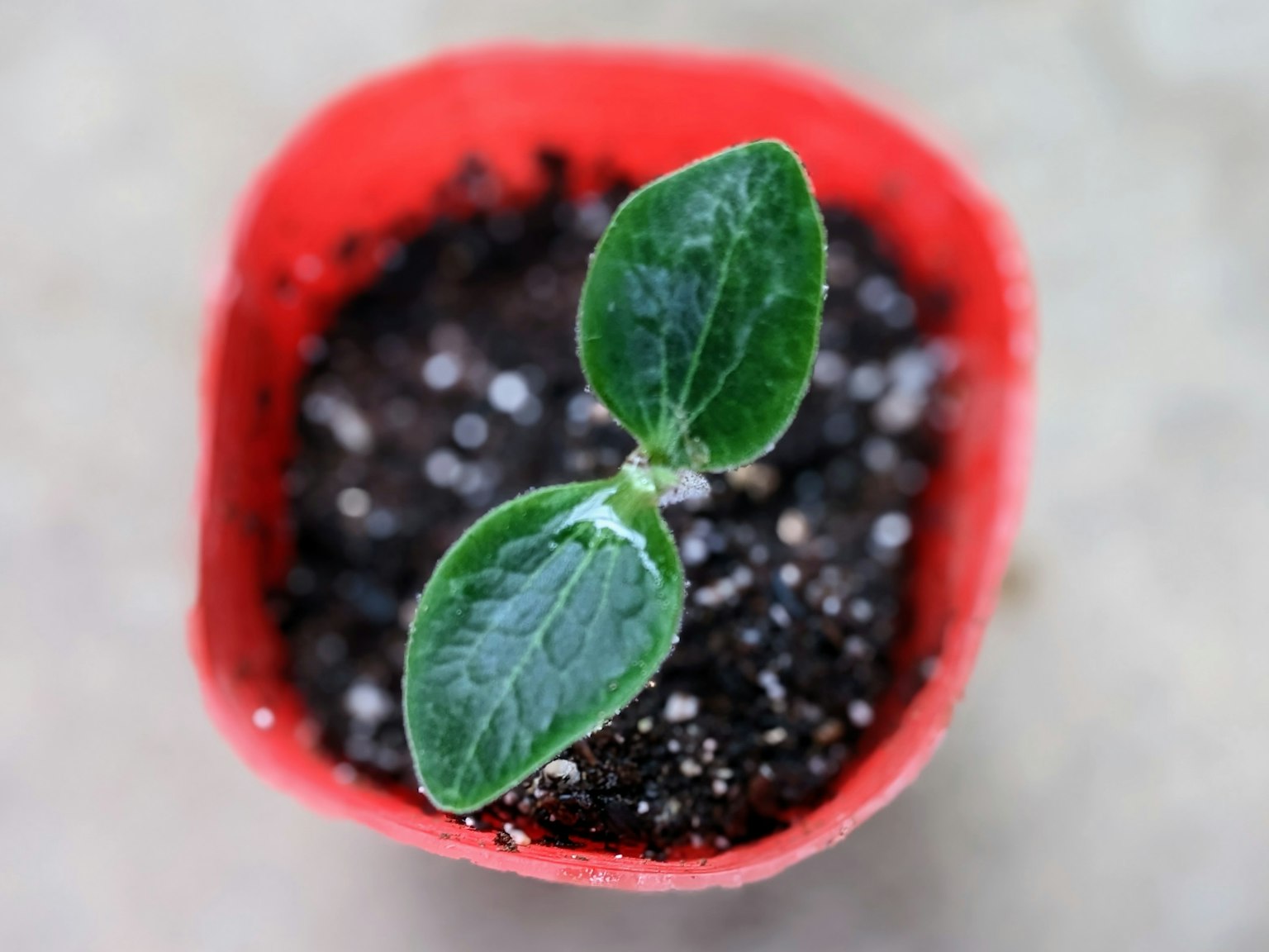 Petite plante germant avec deux feuilles dans un pot rouge