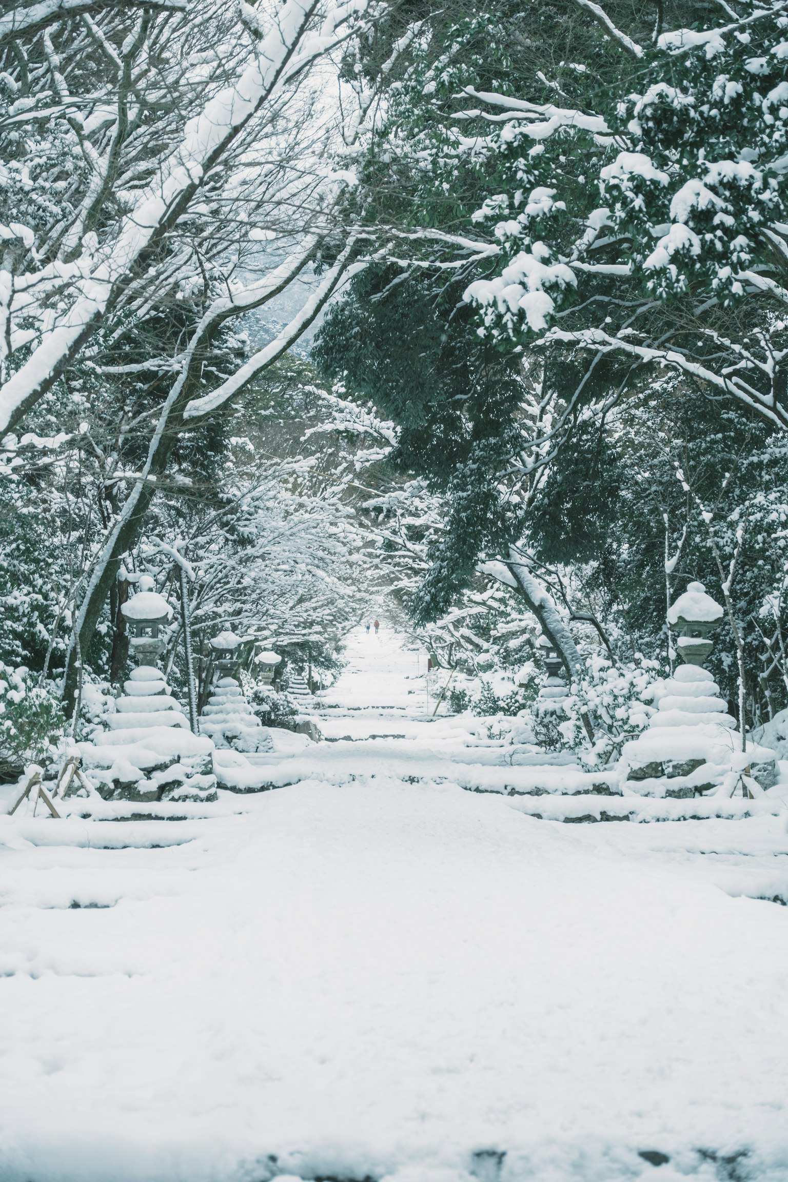 Sentiero sereno coperto di neve circondato da alberi