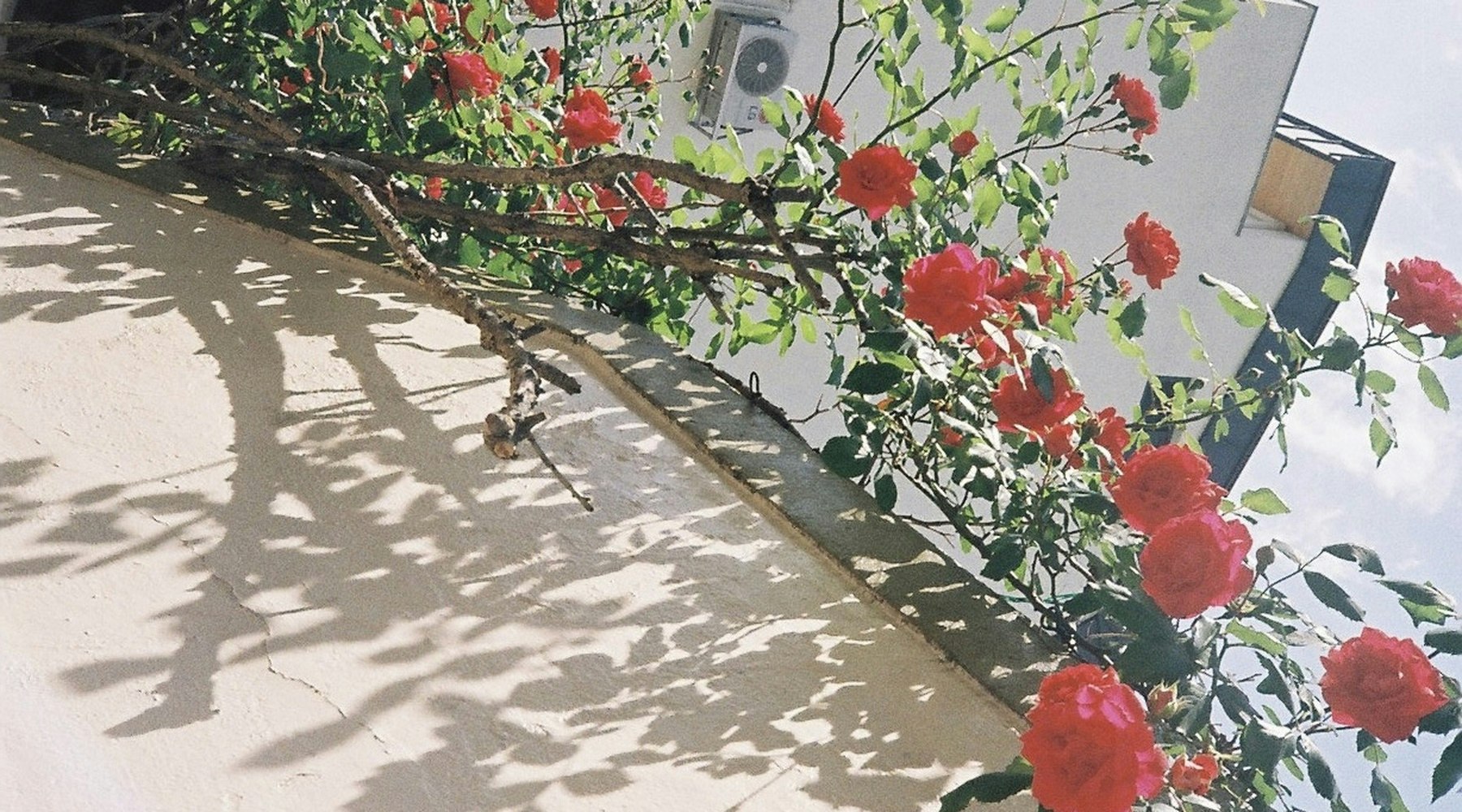 壁沿いに咲く赤いバラの花と影のある屋外の小道