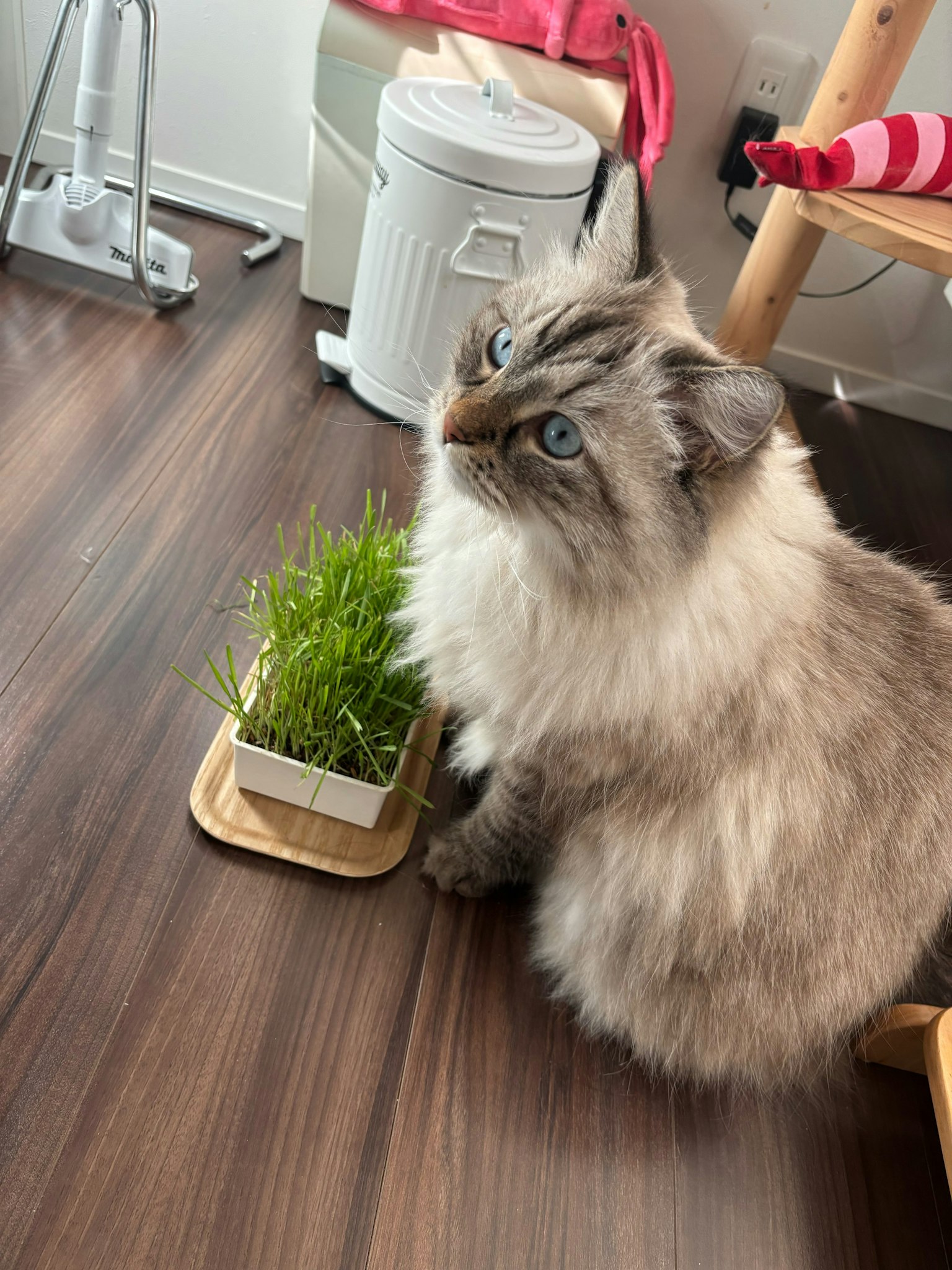 Un gatto bianco e soffice seduto accanto a una piccola pianta su un vassoio di legno