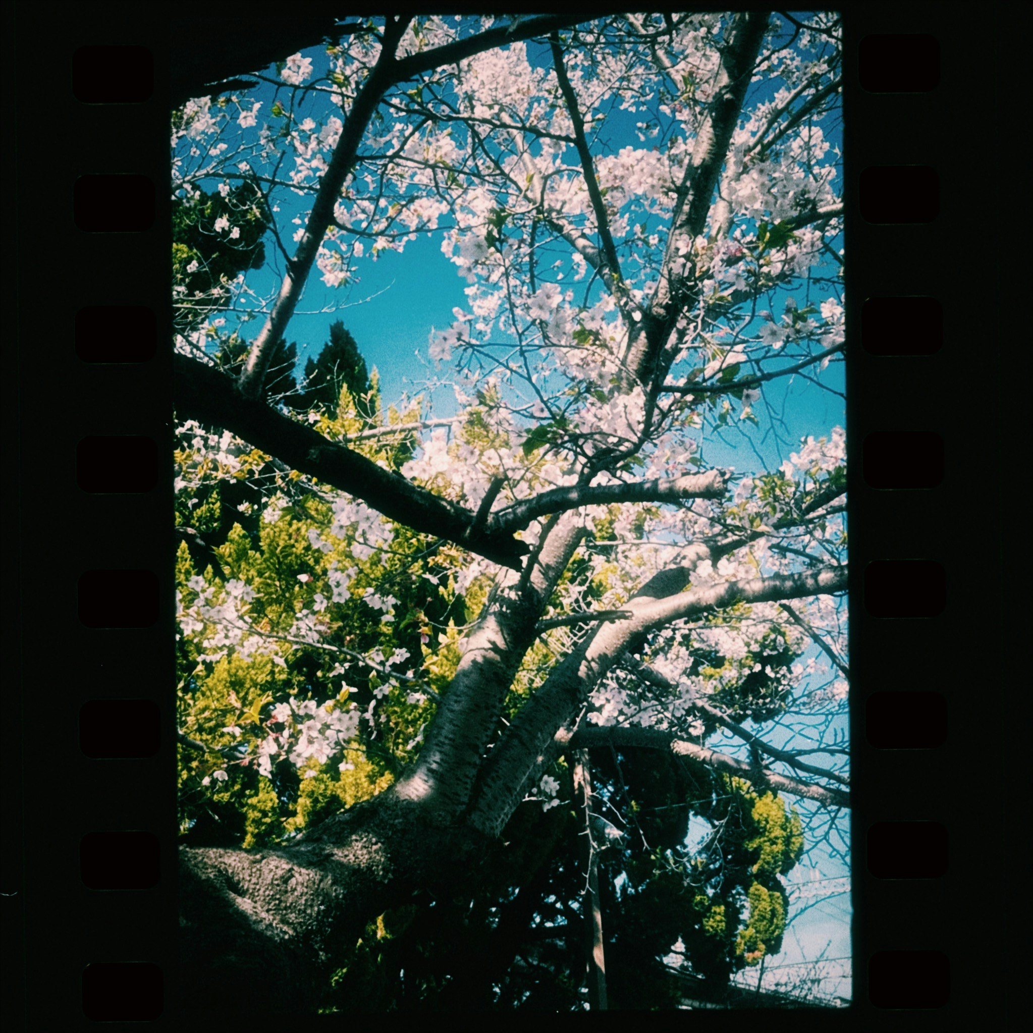 桜の枝と青空が見える木々の風景