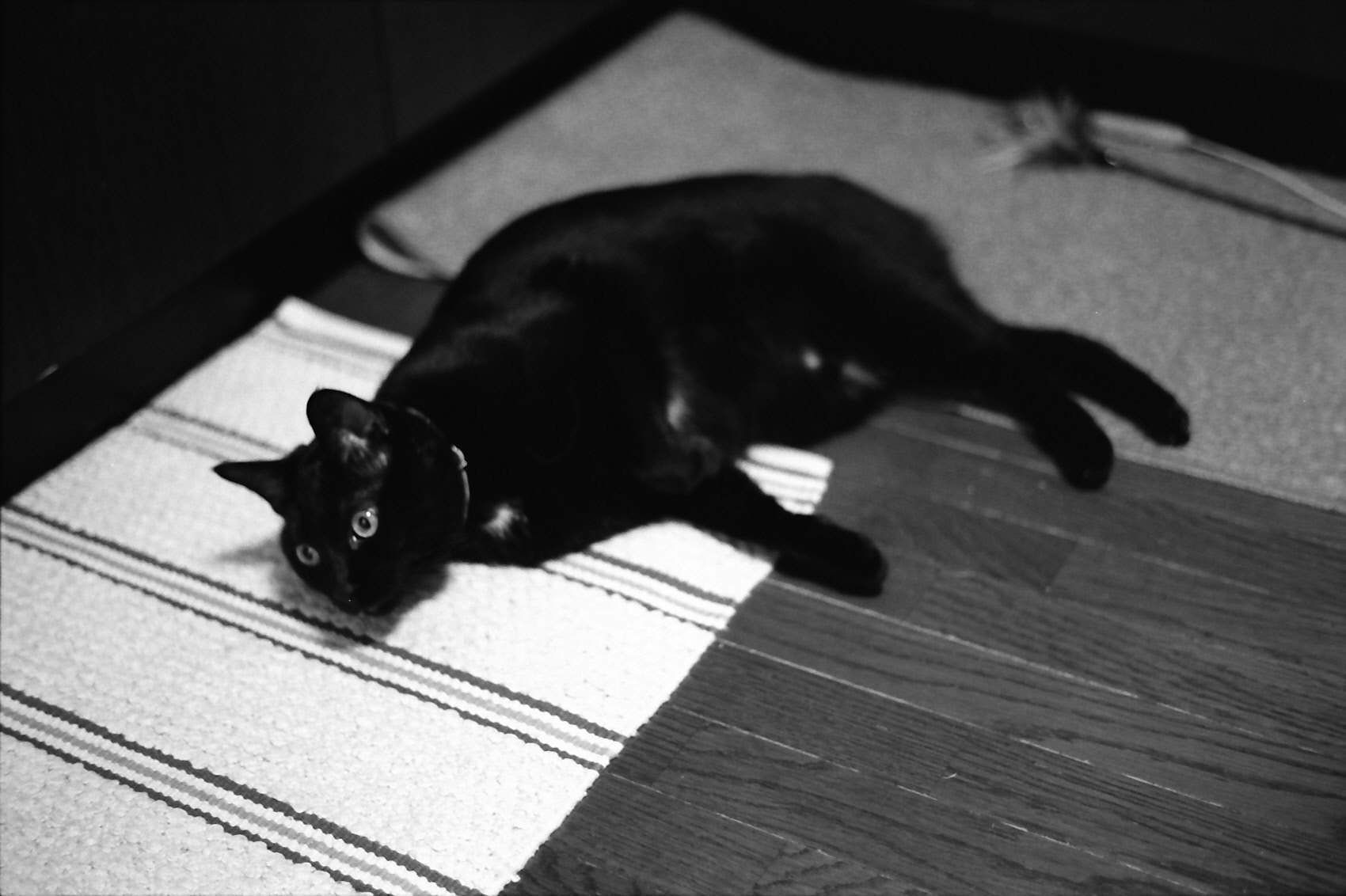 地板上趴着的黑猫特写
