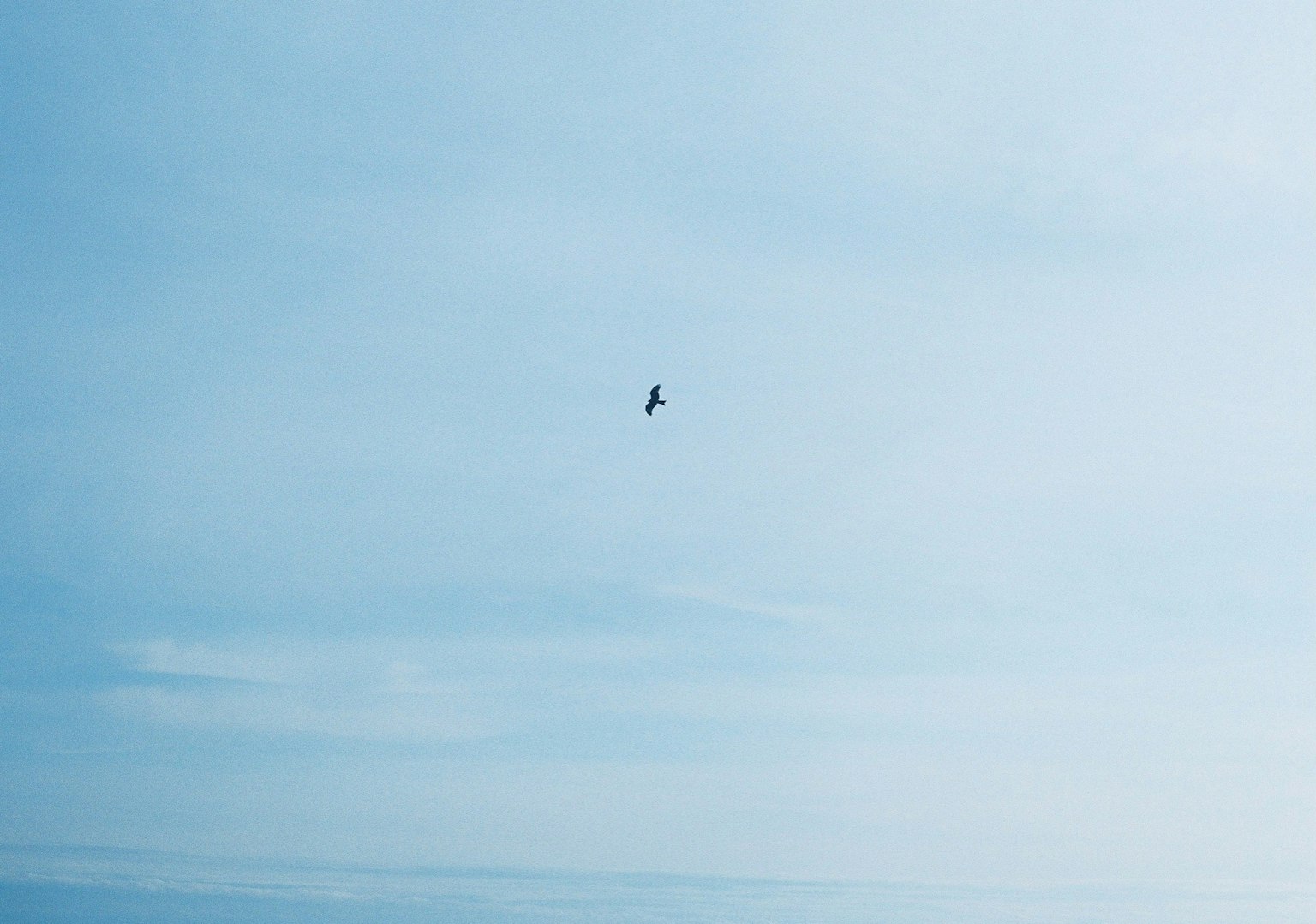 Silueta de un pájaro volando en un cielo azul