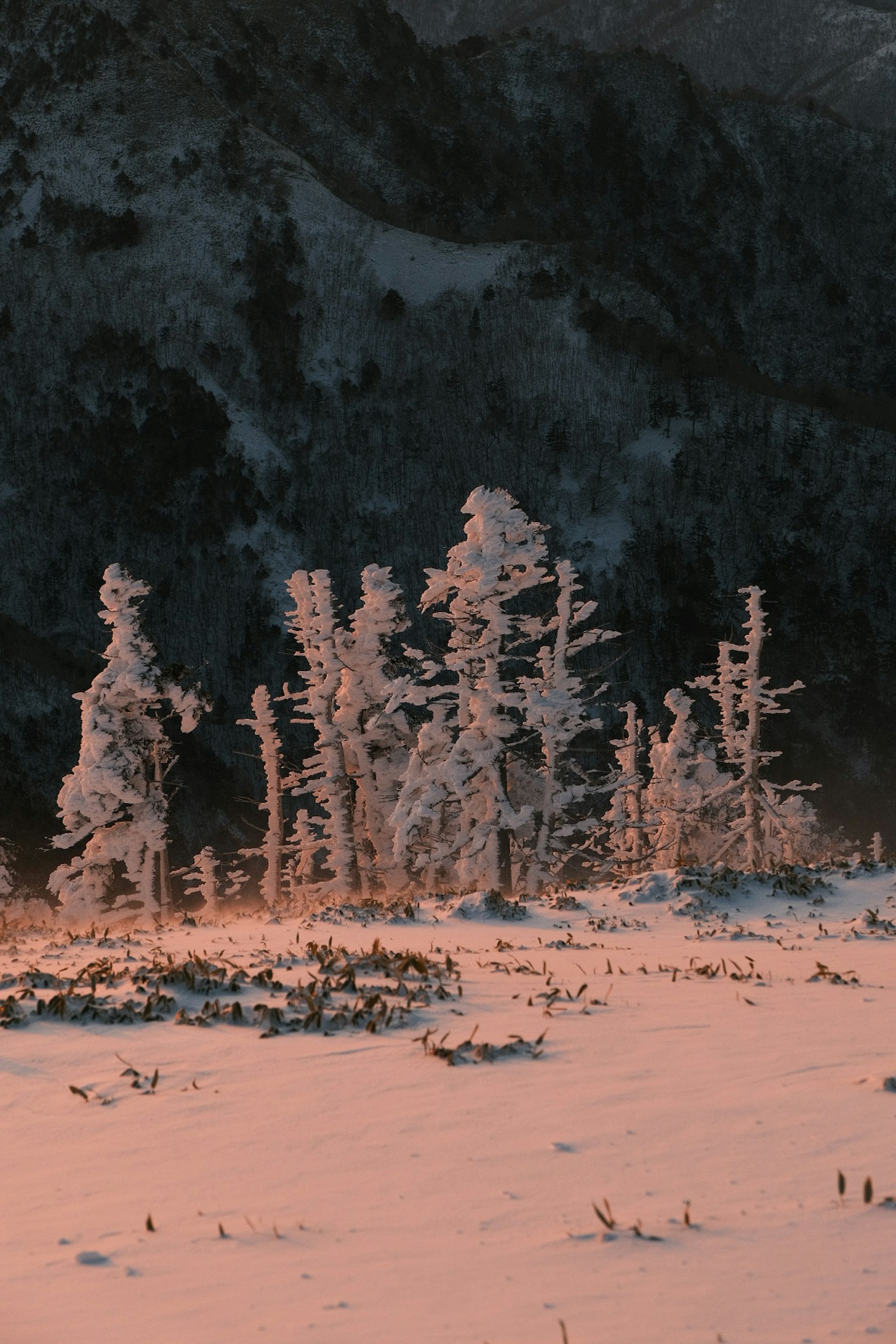 被橙色光照亮的雪覆盖树木在冬季风景中