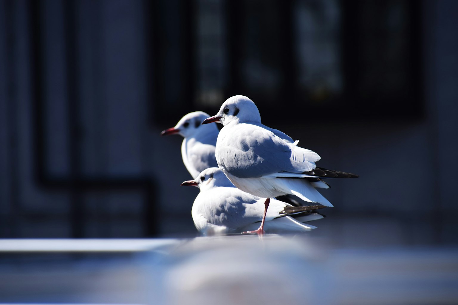 Dos gaviotas de pie juntas bajo un cielo despejado
