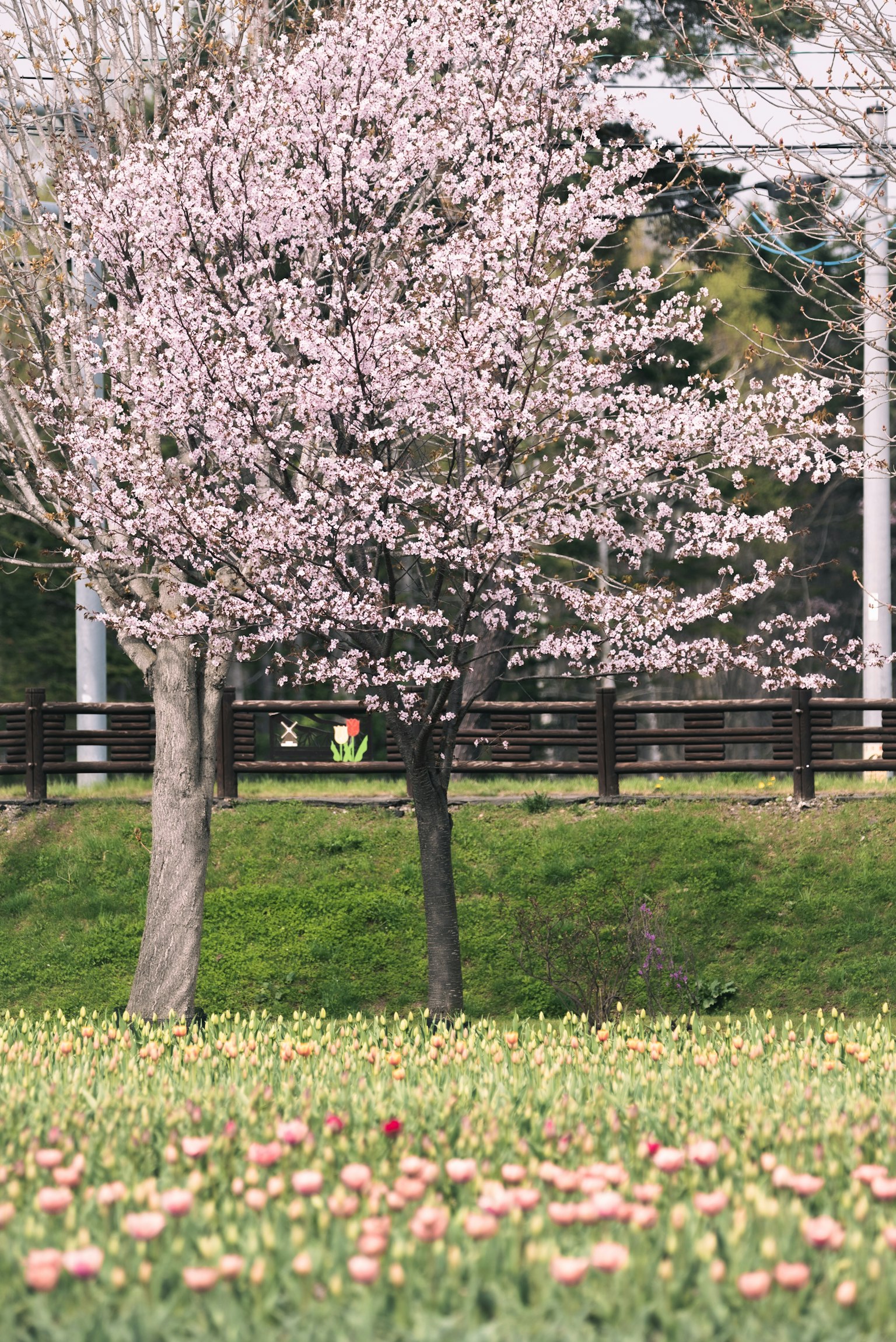 Un paesaggio con un albero di ciliegio in fiore e tulipani fioriti