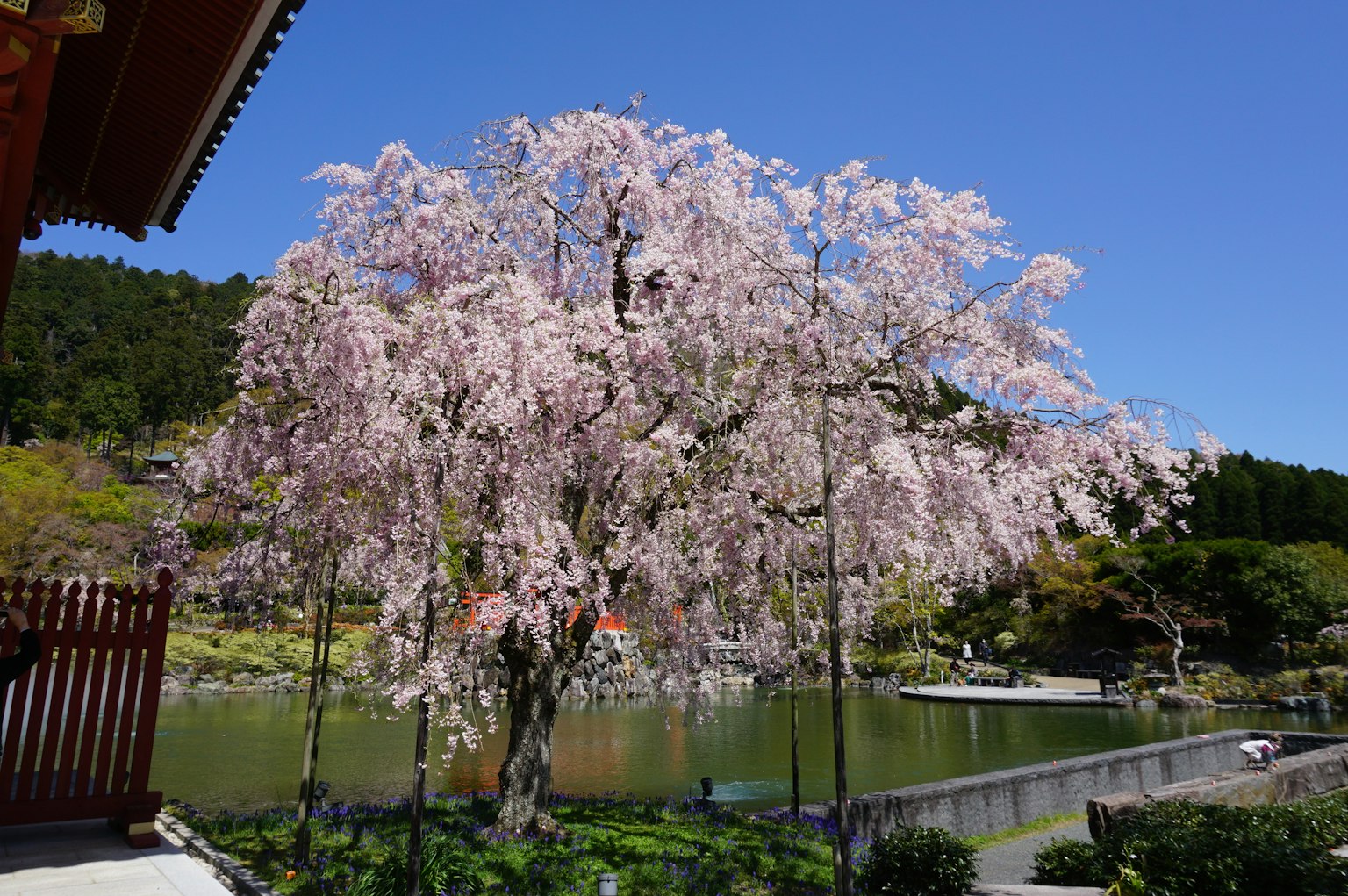 Bell'albero di ciliegio in fiore vicino a uno stagno sotto un cielo azzurro