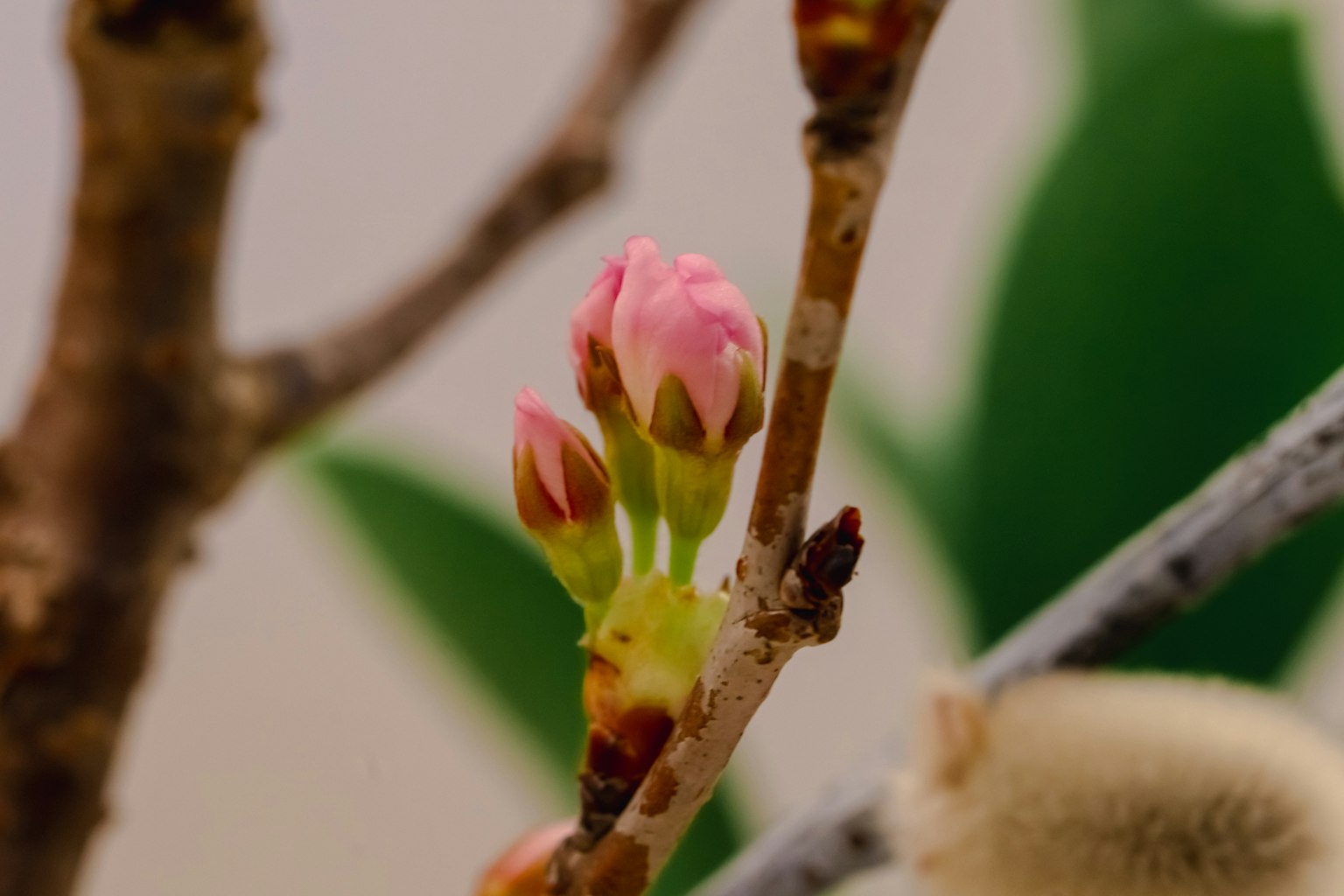 Small pink flowers emerging from buds on a branch