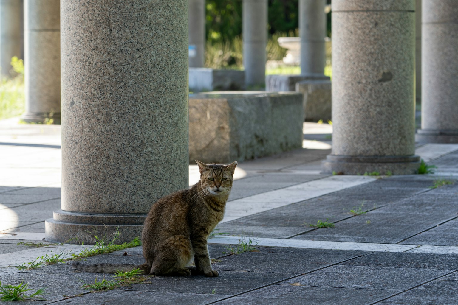 在公园柱子间坐着的棕色猫