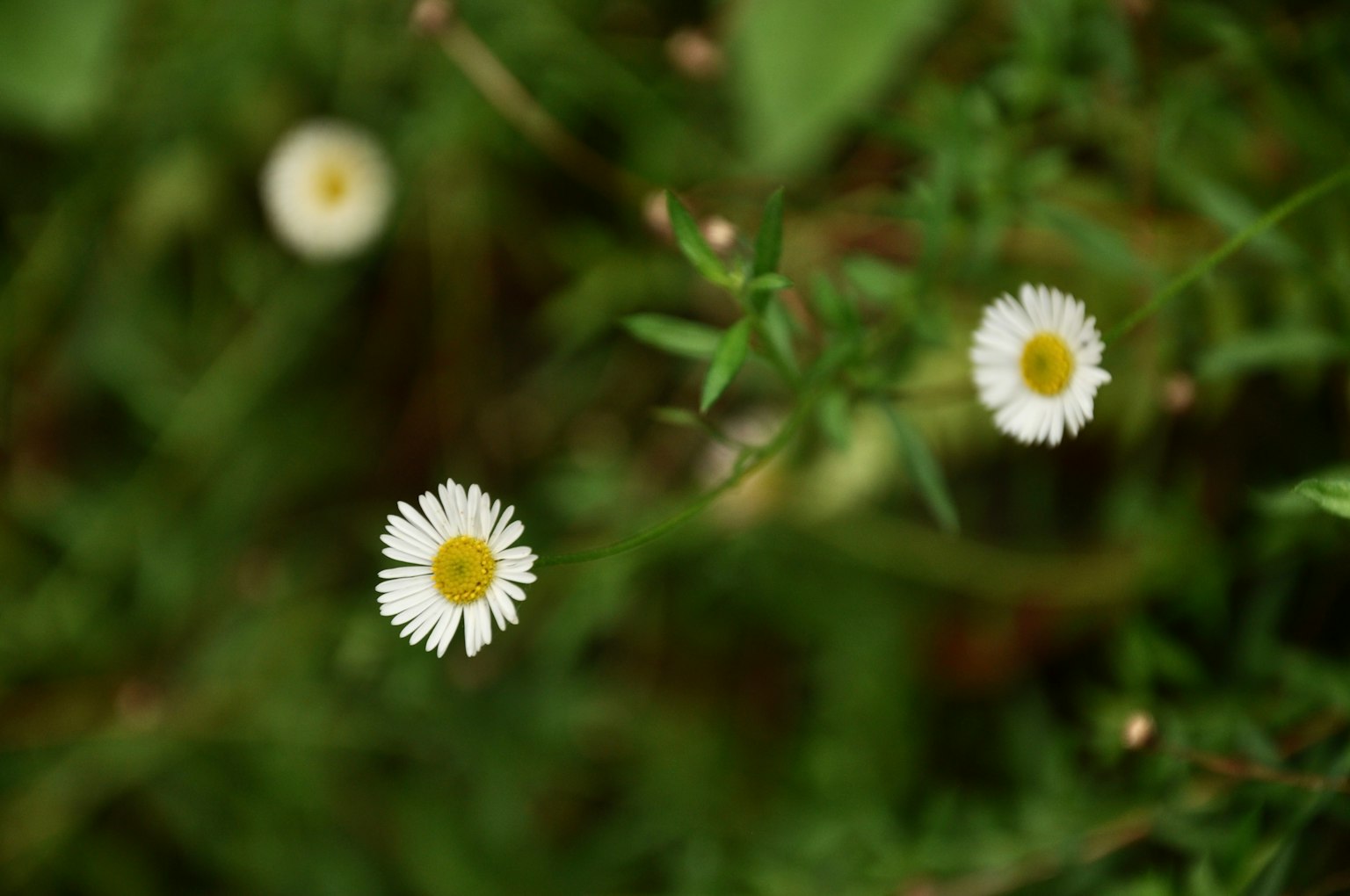 Weiße Blumen blühen vor grünem Hintergrund