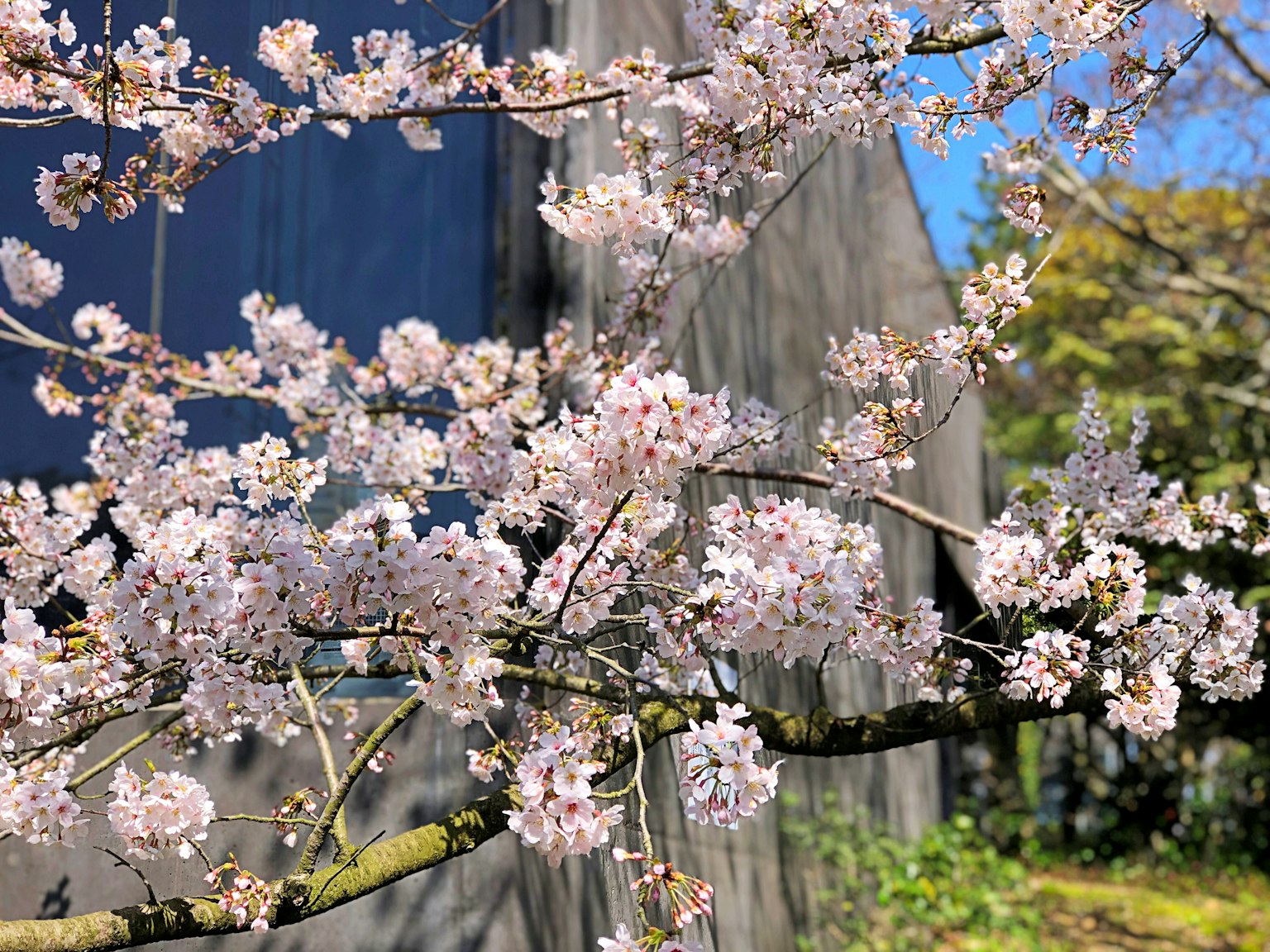 櫻花樹枝上的粉紅花朵與藍天