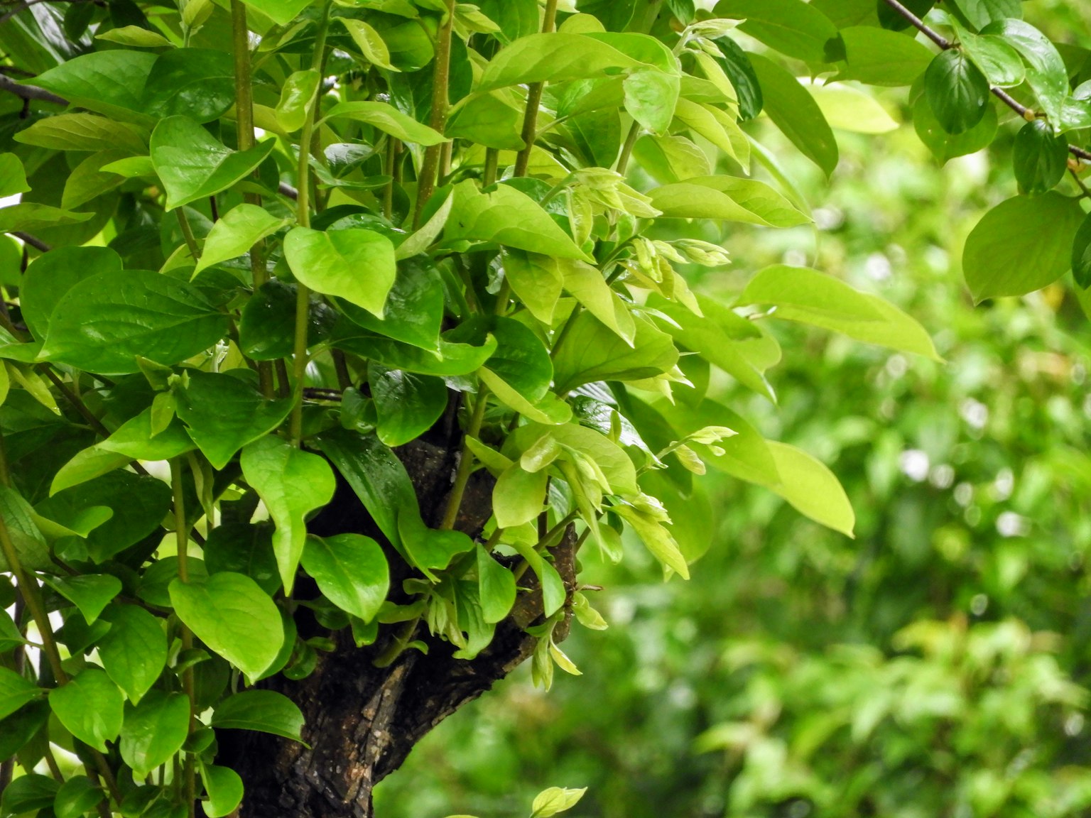 Gros plan d'une branche d'arbre avec des feuilles vertes luxuriantes