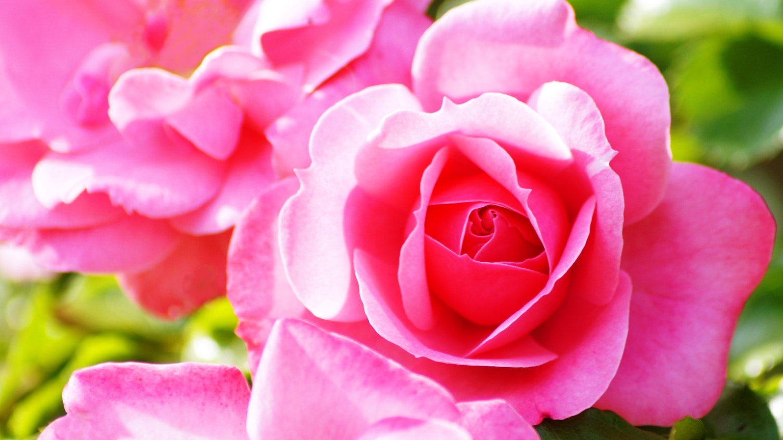 Fleurs de roses roses magnifiques en pleine floraison