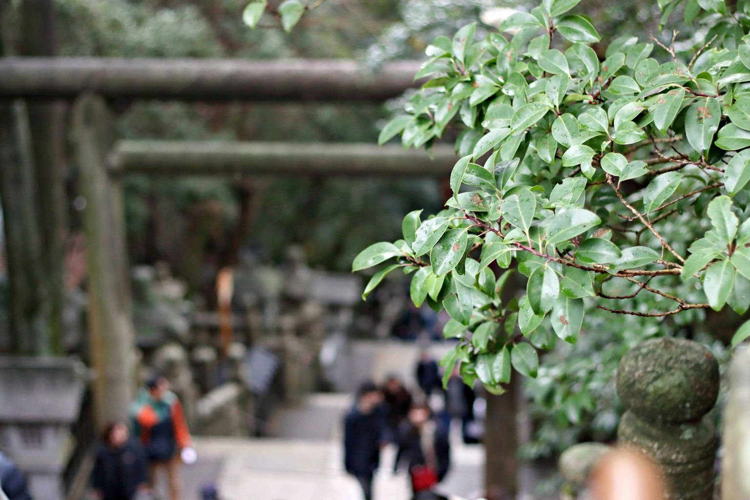 Una vista escénica de personas caminando por un camino con hojas verdes y un torii