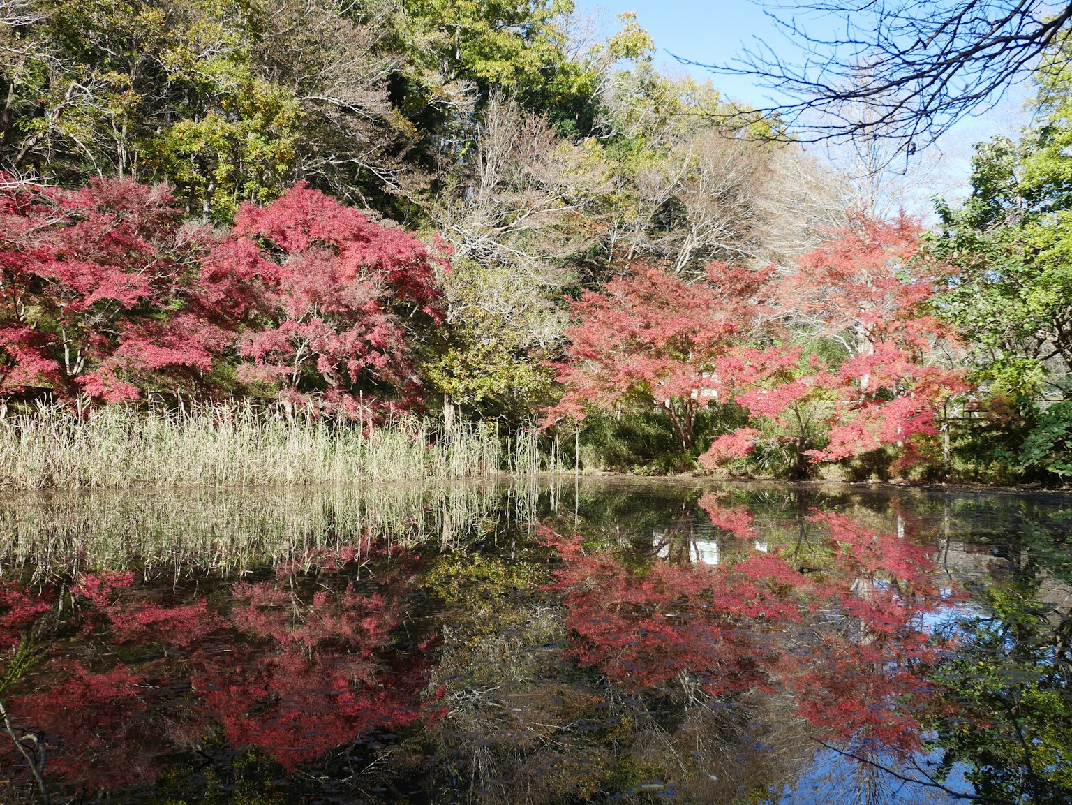 Estanque sereno que refleja un follaje otoñal vibrante