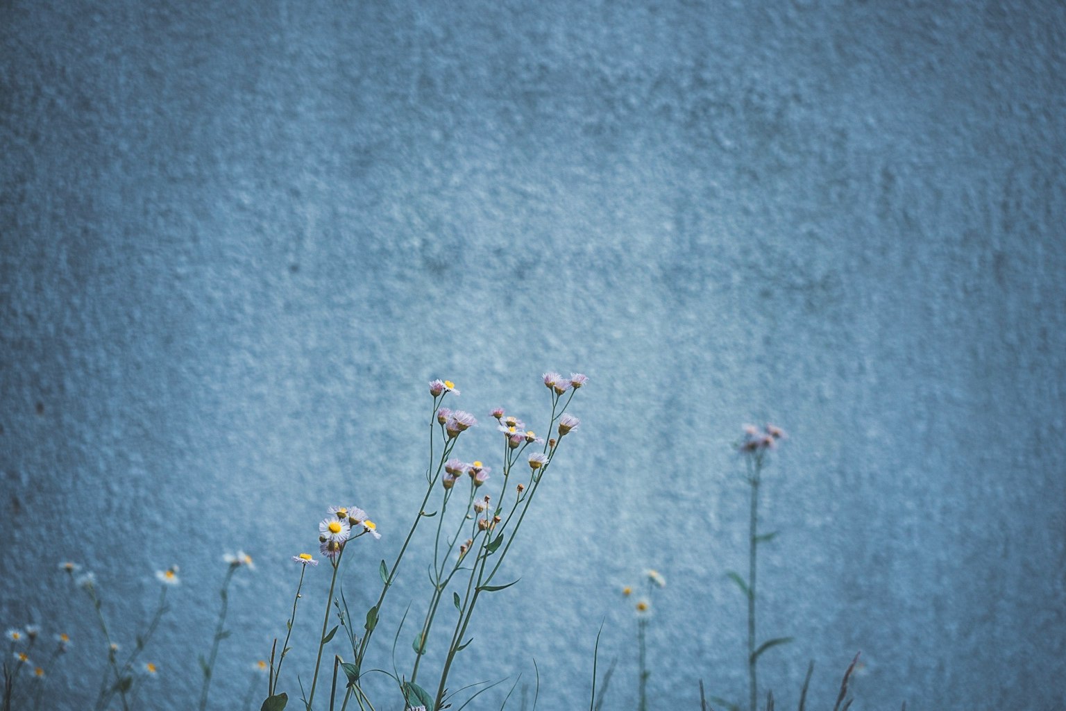 青い壁の前に咲く小さな花々