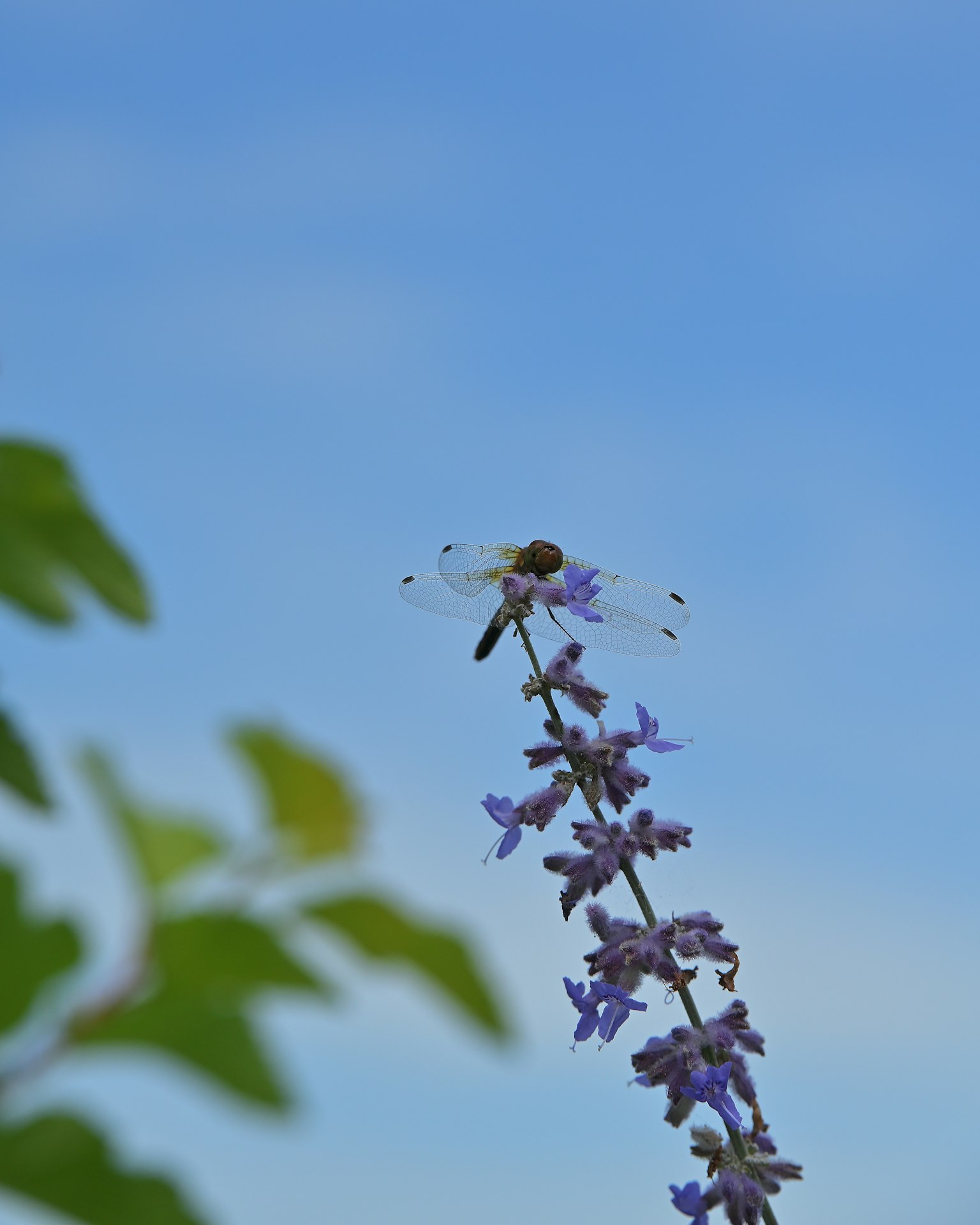 青空の下に紫色の花の上に止まるトンボ