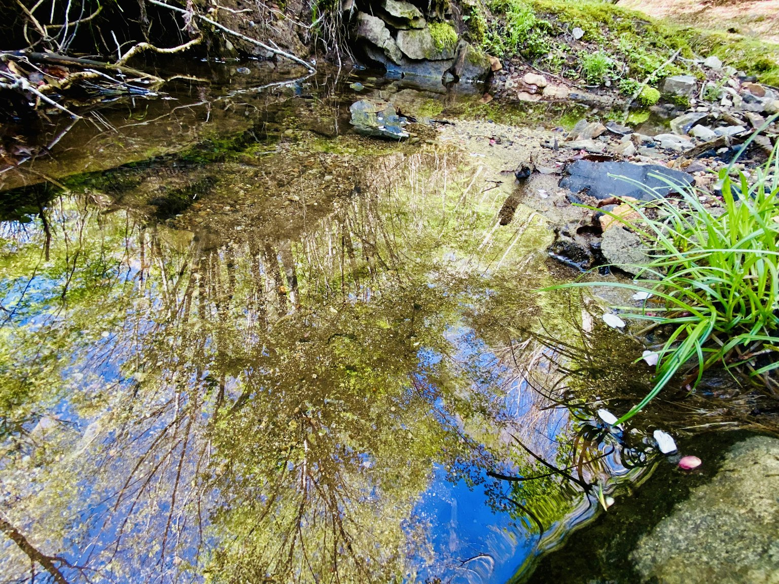 Ruhiges Wasser, das Bäume und blauen Himmel spiegelt