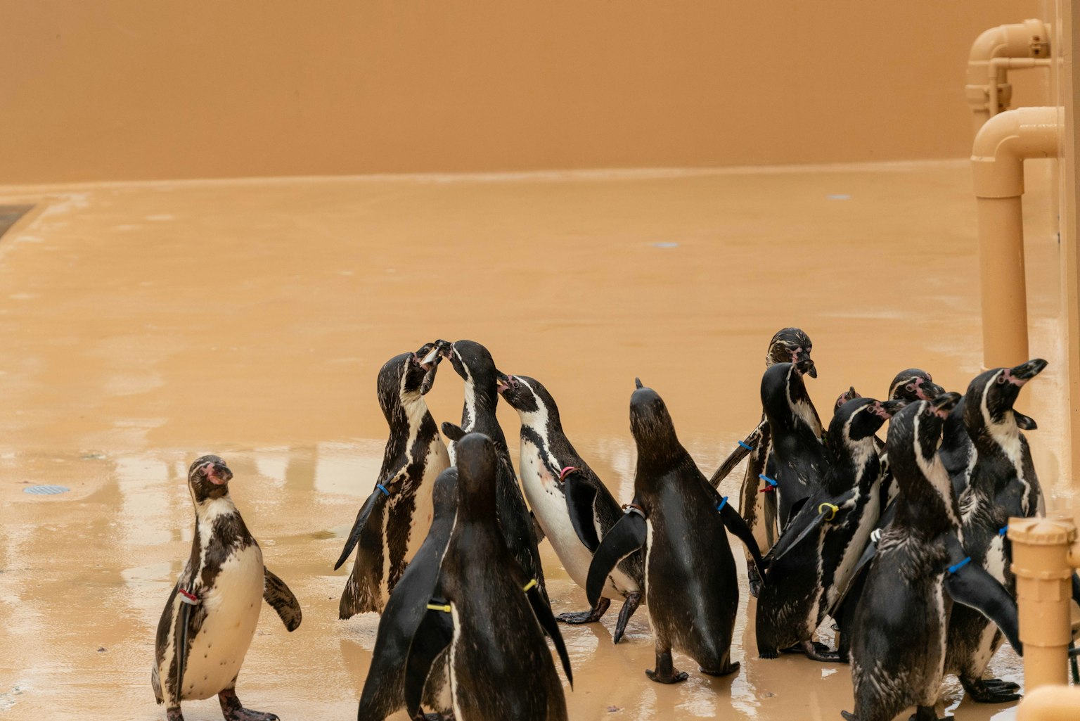 Un gruppo di pinguini riuniti vicino a un'area d'acqua