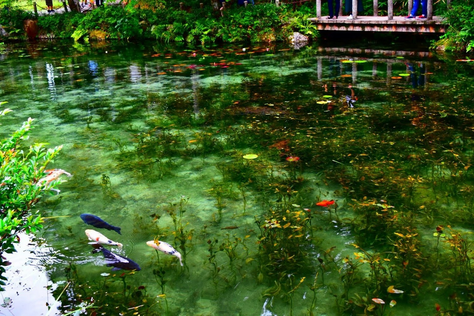 Un estanque sereno con hojas flotantes y peces visibles