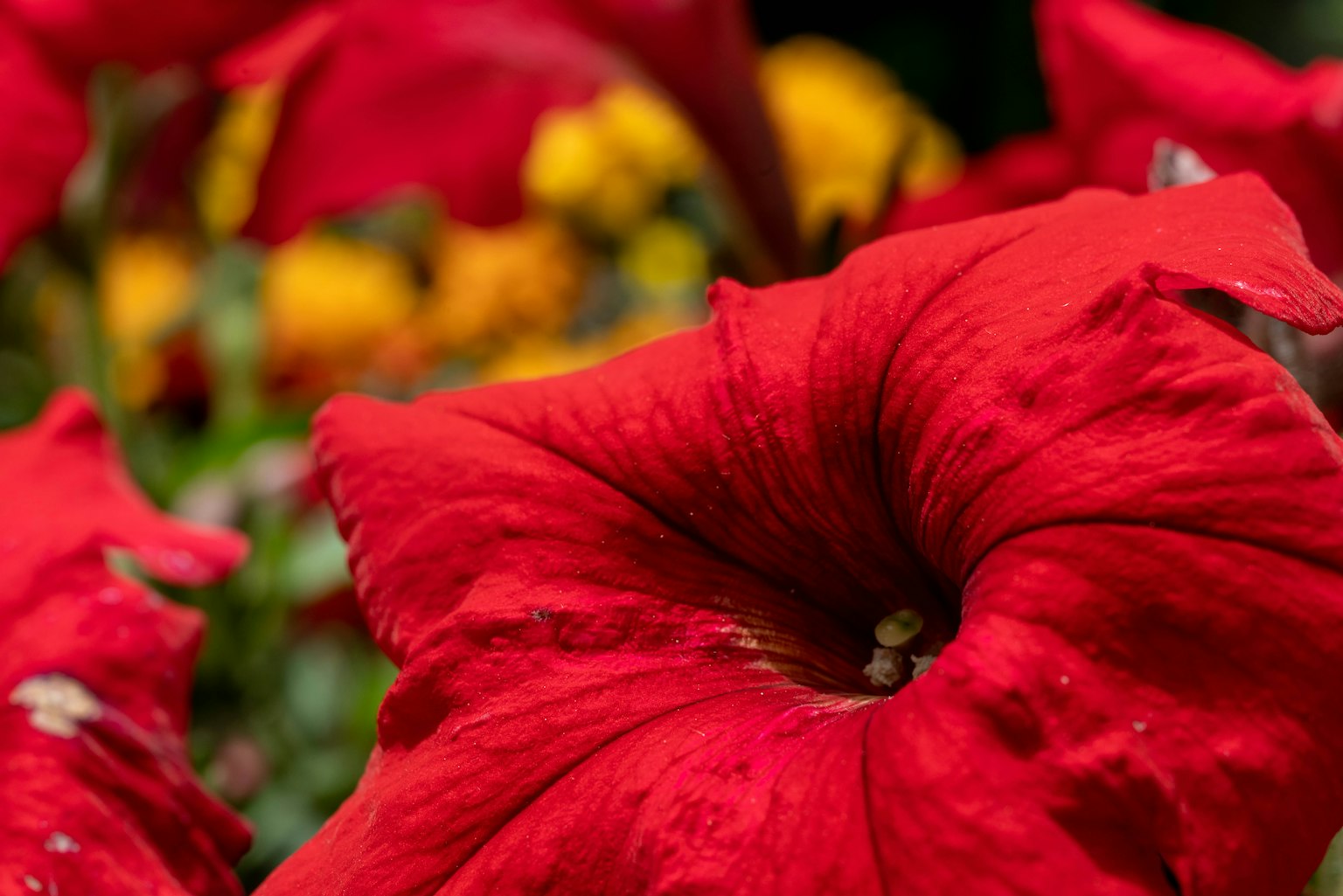 Close-up bunga merah cerah dengan bunga kuning di latar belakang