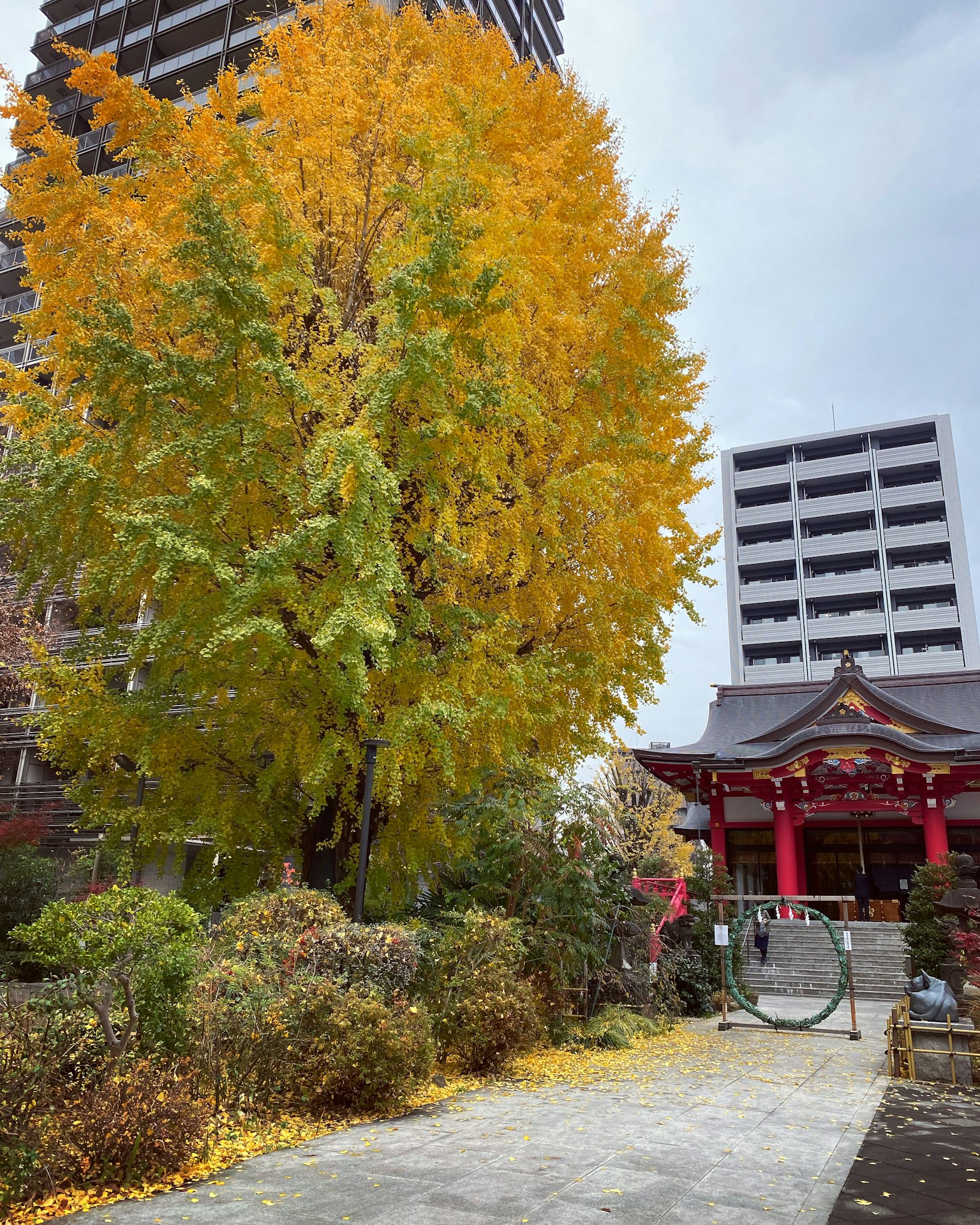 Un grande albero di ginkgo con foglie gialle autunnali accanto a un edificio di santuario rosso