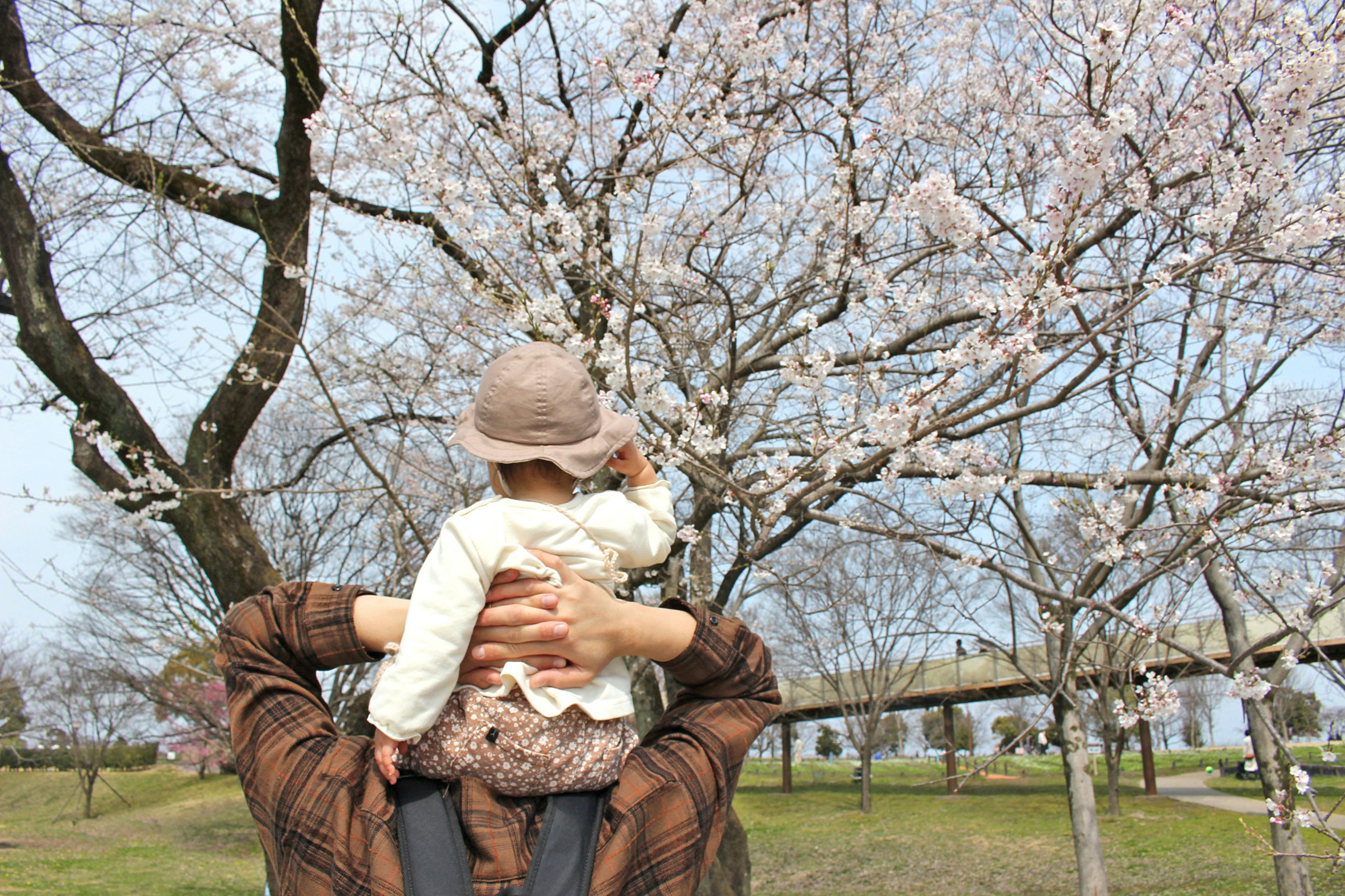 桜の木の下で肩車される親子の花見