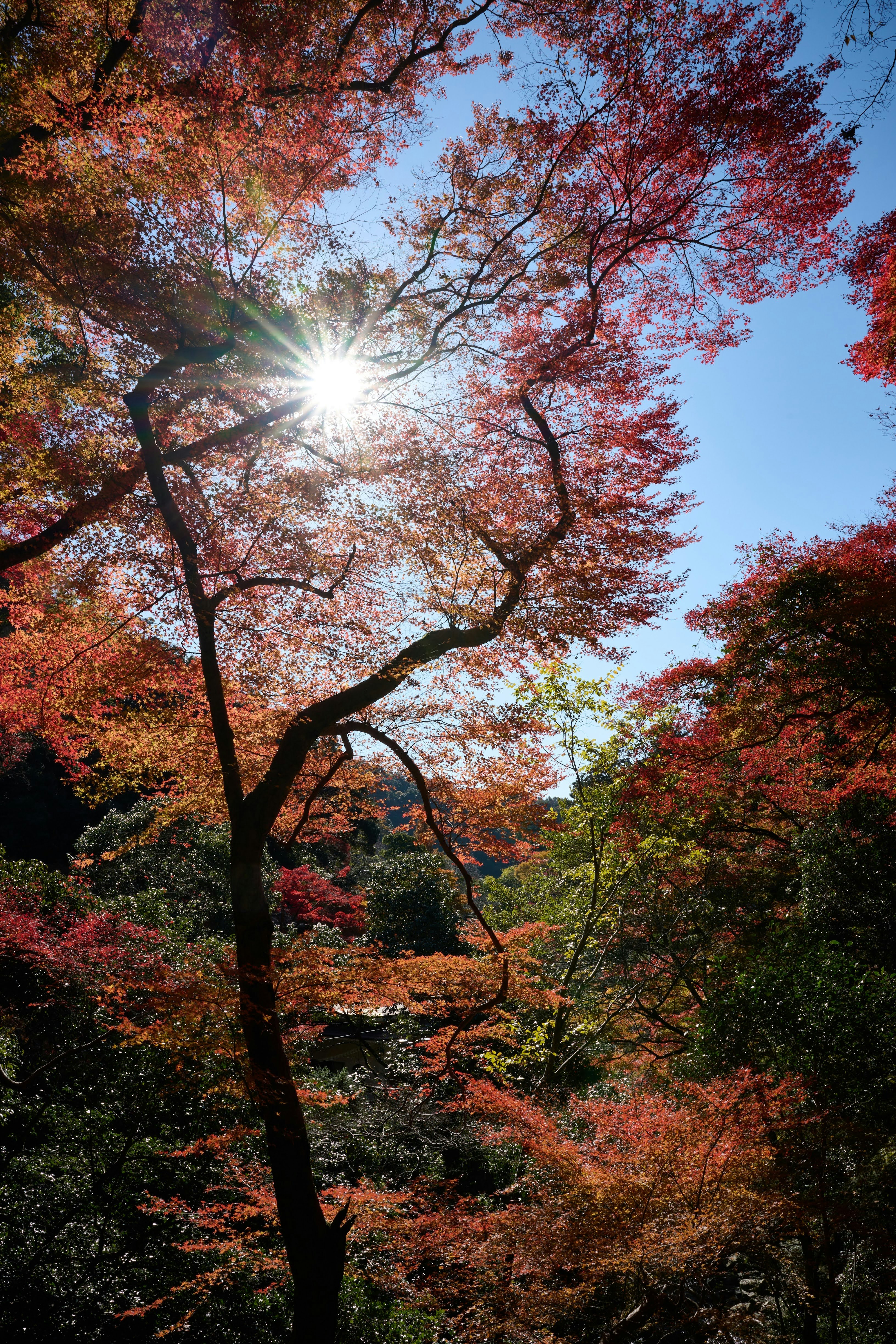 紅葉の木々が広がる秋の森の景色