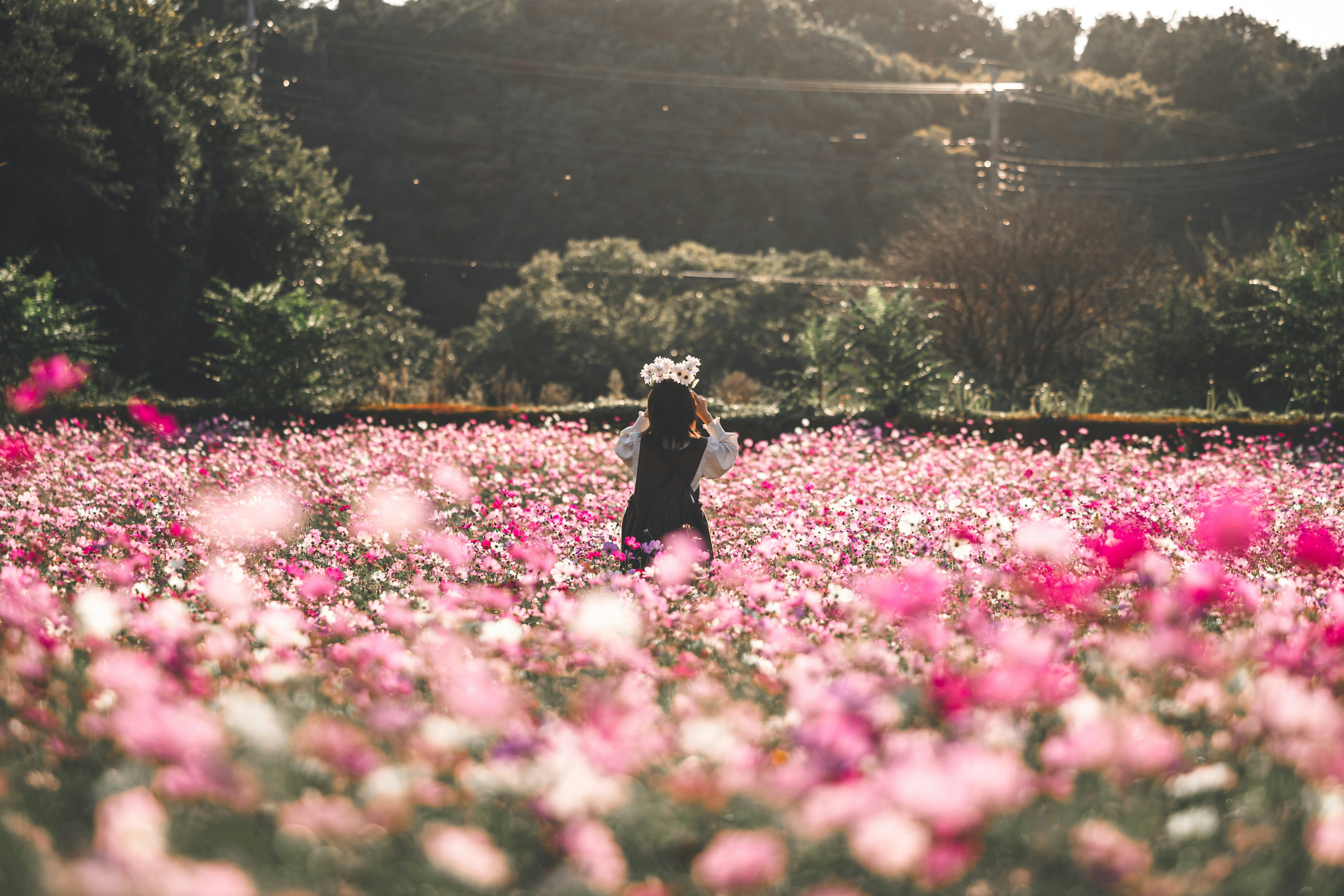 ピンクの花畑を歩く女性