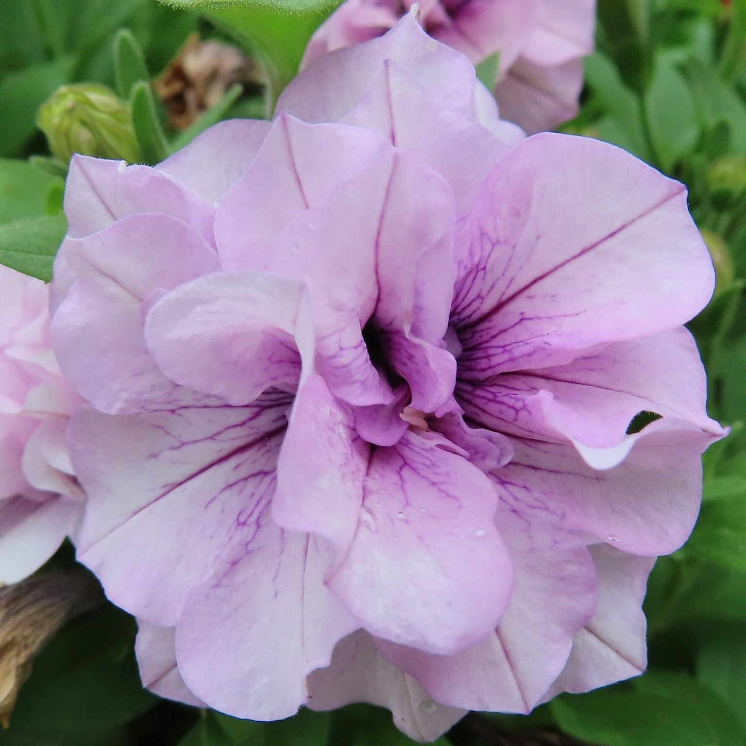 Un fiore di petunia viola chiaro in fiore