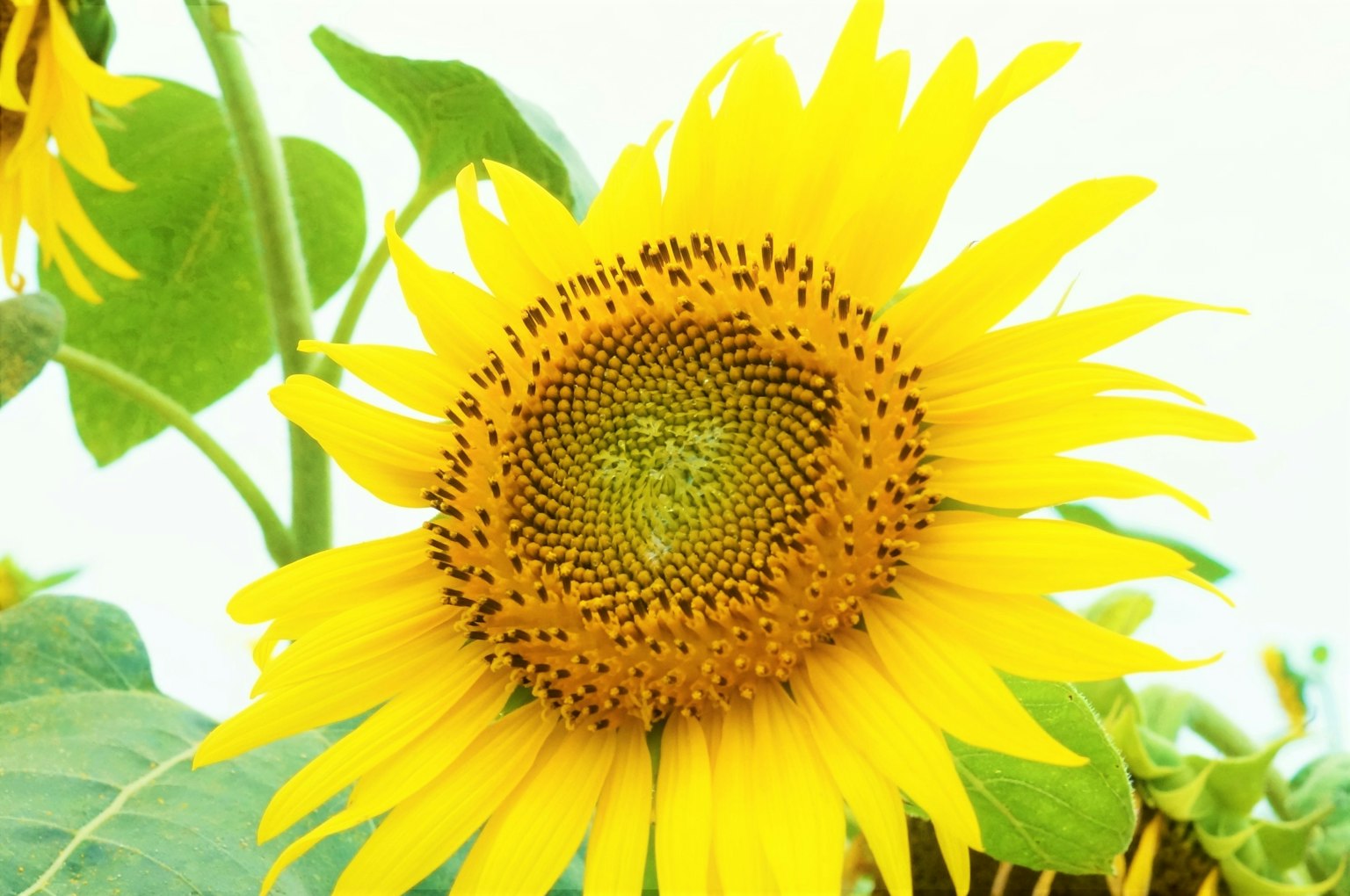 Eine lebhafte gelbe Sonnenblume in der Mitte mit grünen Blättern drumherum