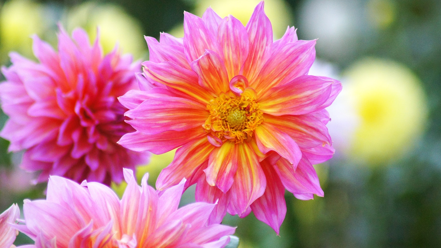 Bunga dahlia merah muda dan oranye yang cerah sedang mekar
