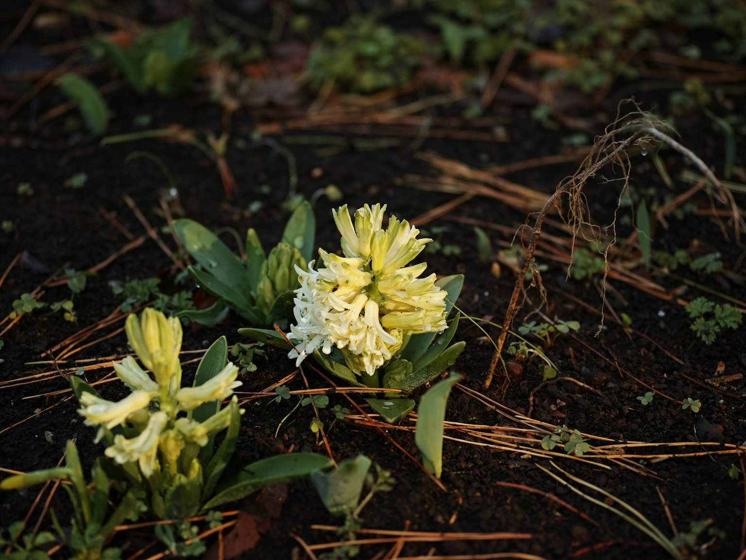 Fiori bianchi con foglie verdi che crescono sul terreno