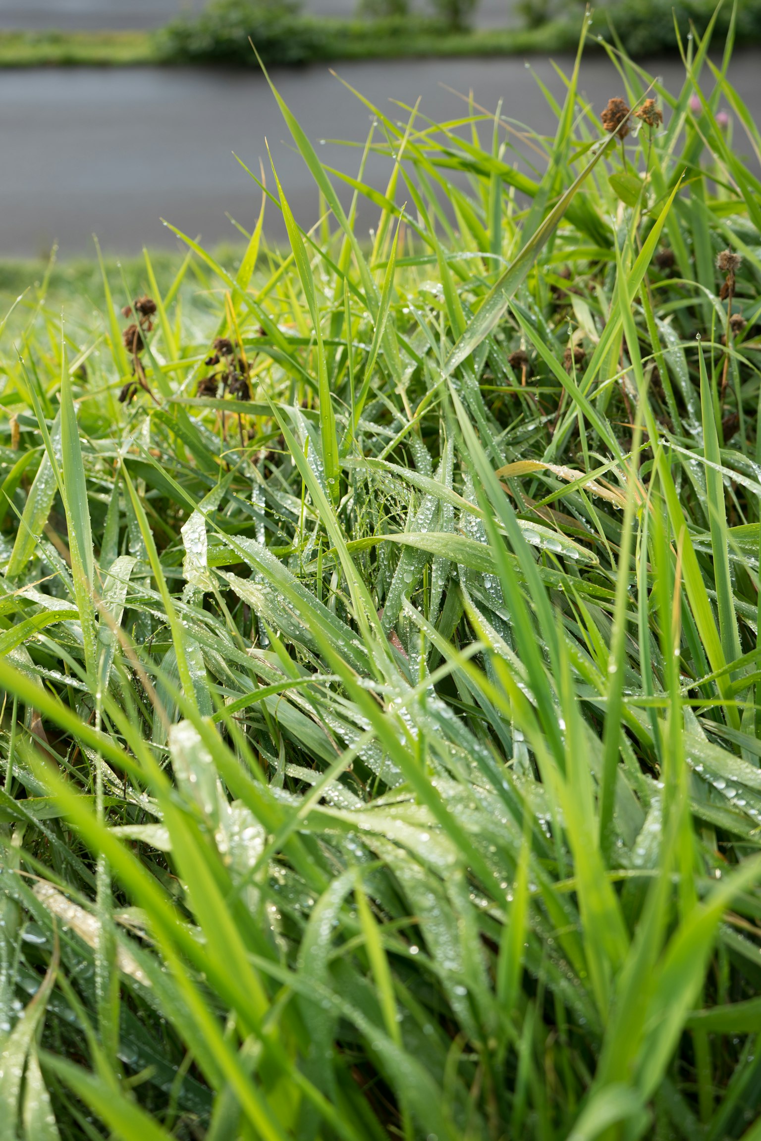 Lush green grass with a water body in the background