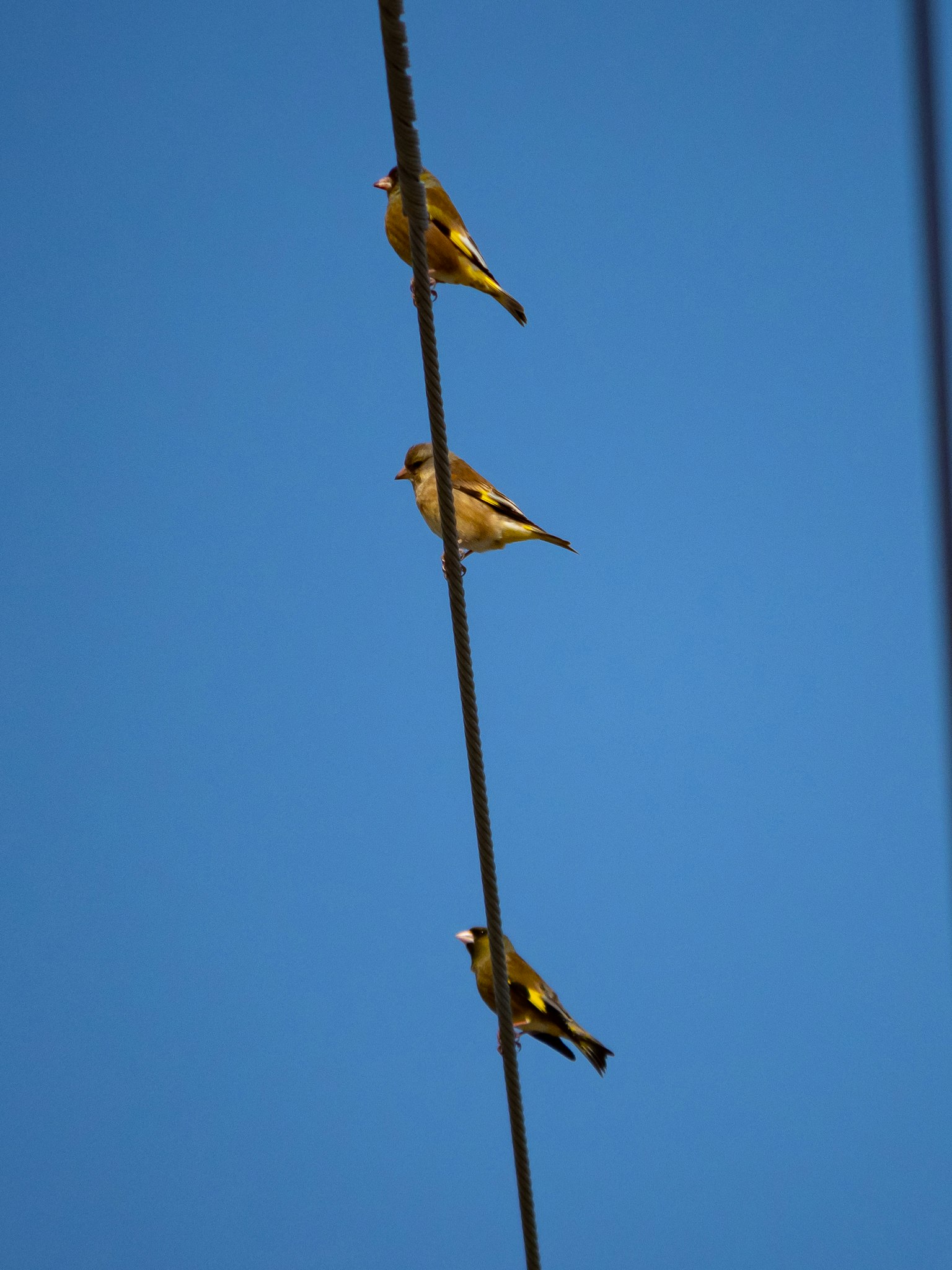 Drei kleine Vögel sitzen auf einem Draht vor einem klaren blauen Himmel