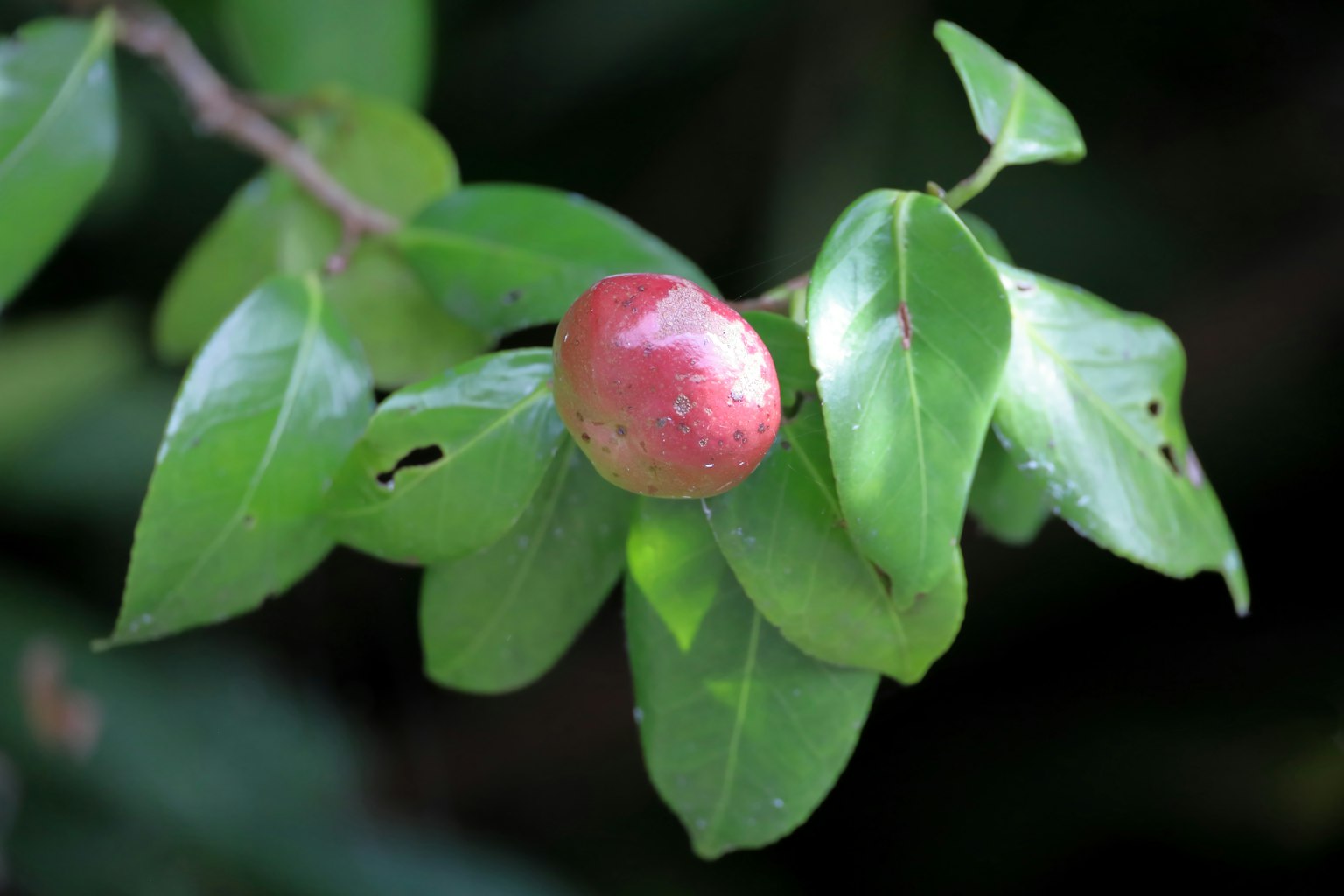 Nahaufnahme einer Pflanze mit grünen Blättern und einer roten Frucht
