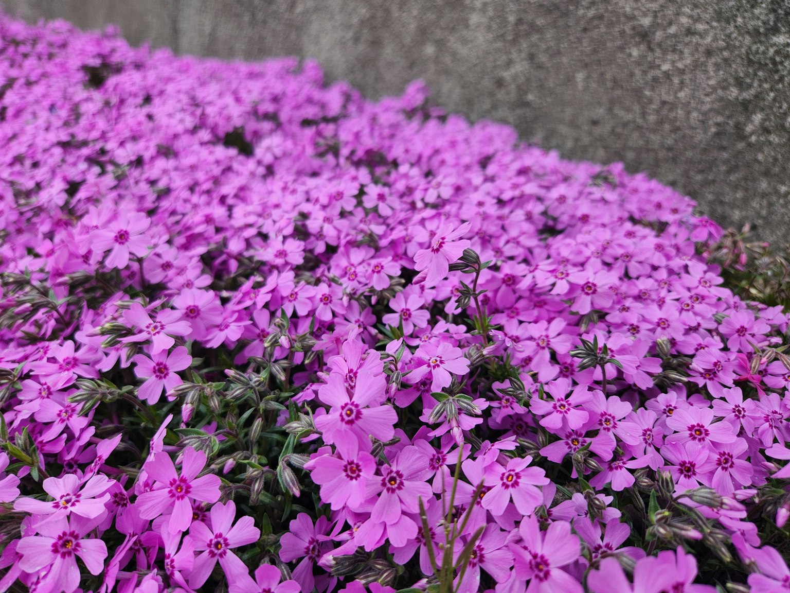 Fiori viola vivaci che coprono il terreno