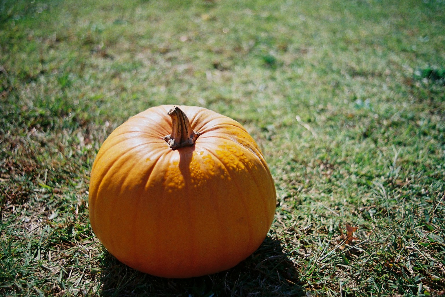 Una zucca arancione su erba verde