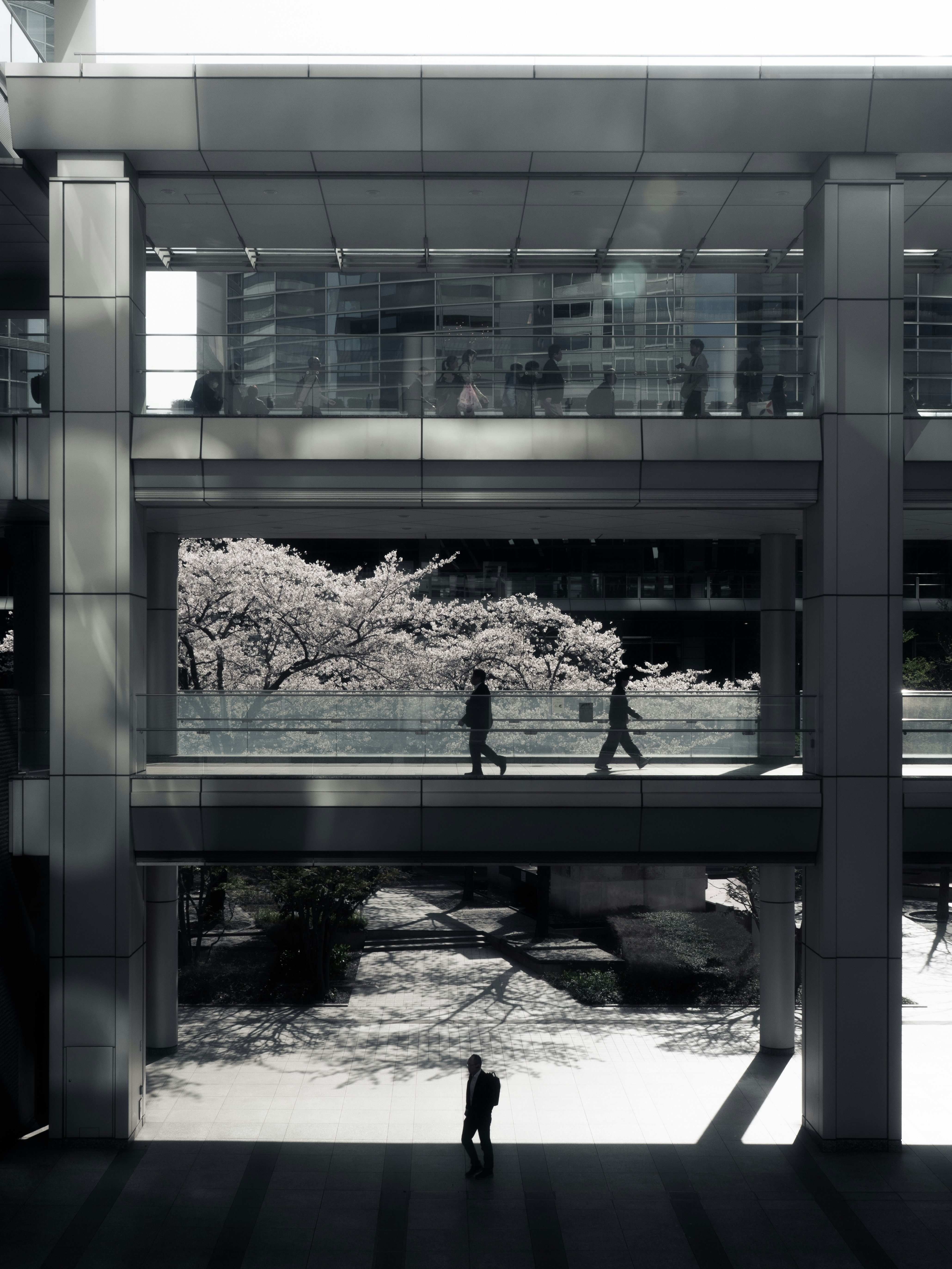 都心の桜並木を望むモダンな建物の回廊