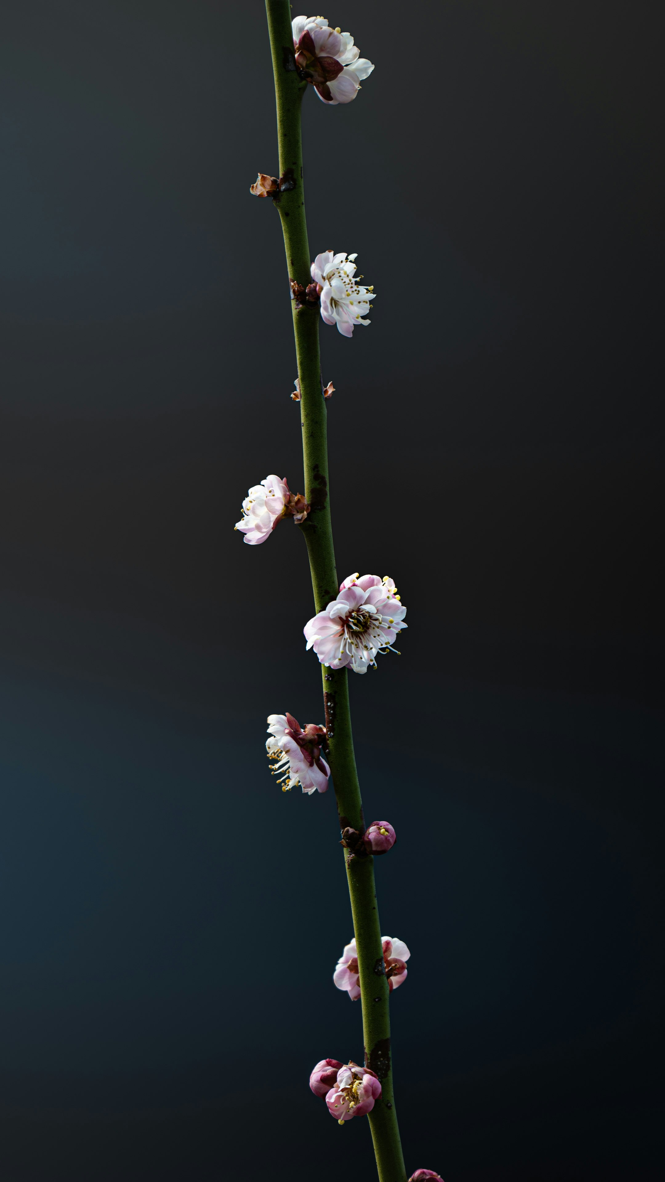 枝に咲く桜のような花とつぼみのクローズアップ