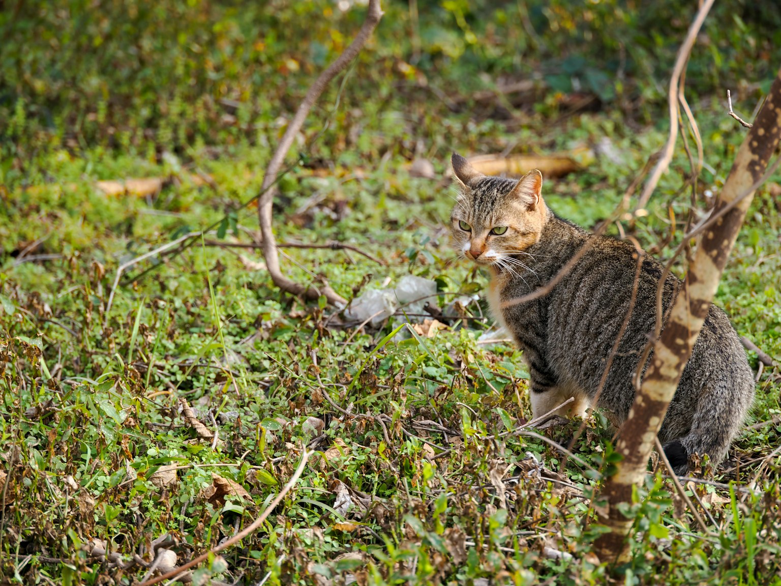 Eine wilde Katze sitzt im Gras
