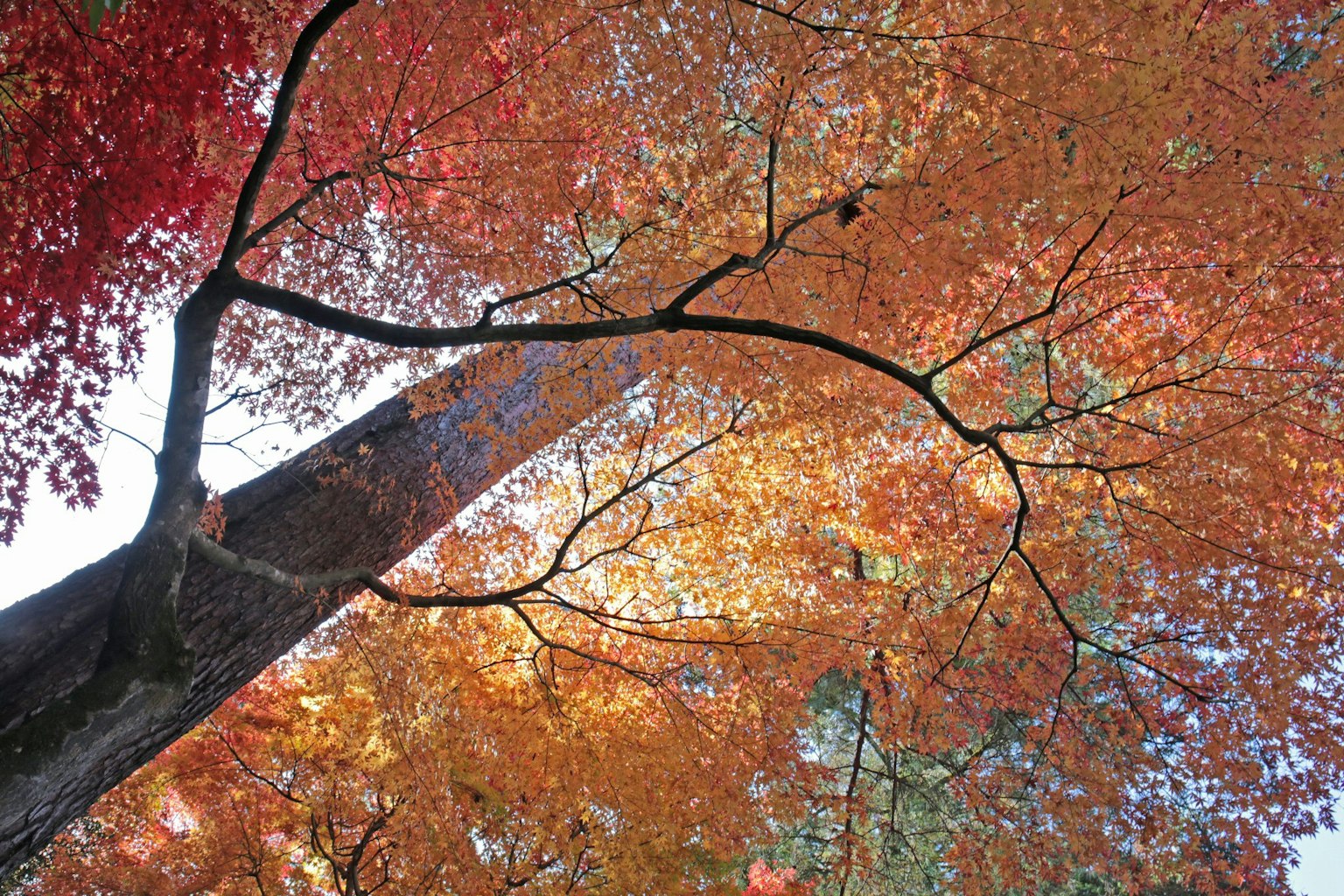 View looking up at trees with vibrant red and orange leaves