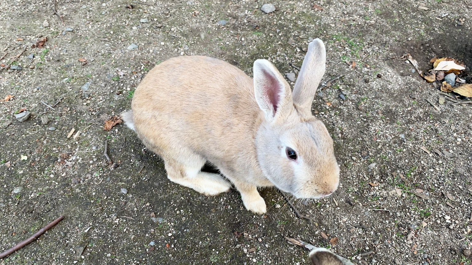 一只浅色兔子坐在地上